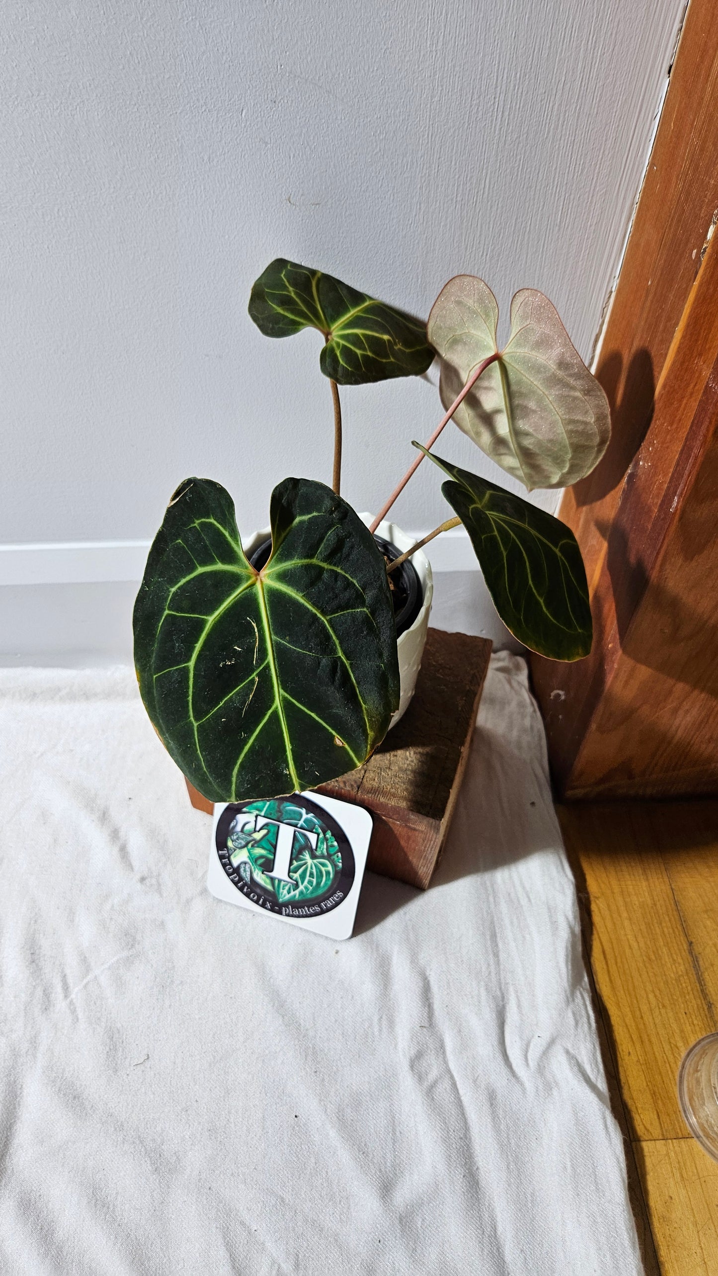 Anthurium Besseae Aff Velvet "Format MOYEN" (ANT-270)