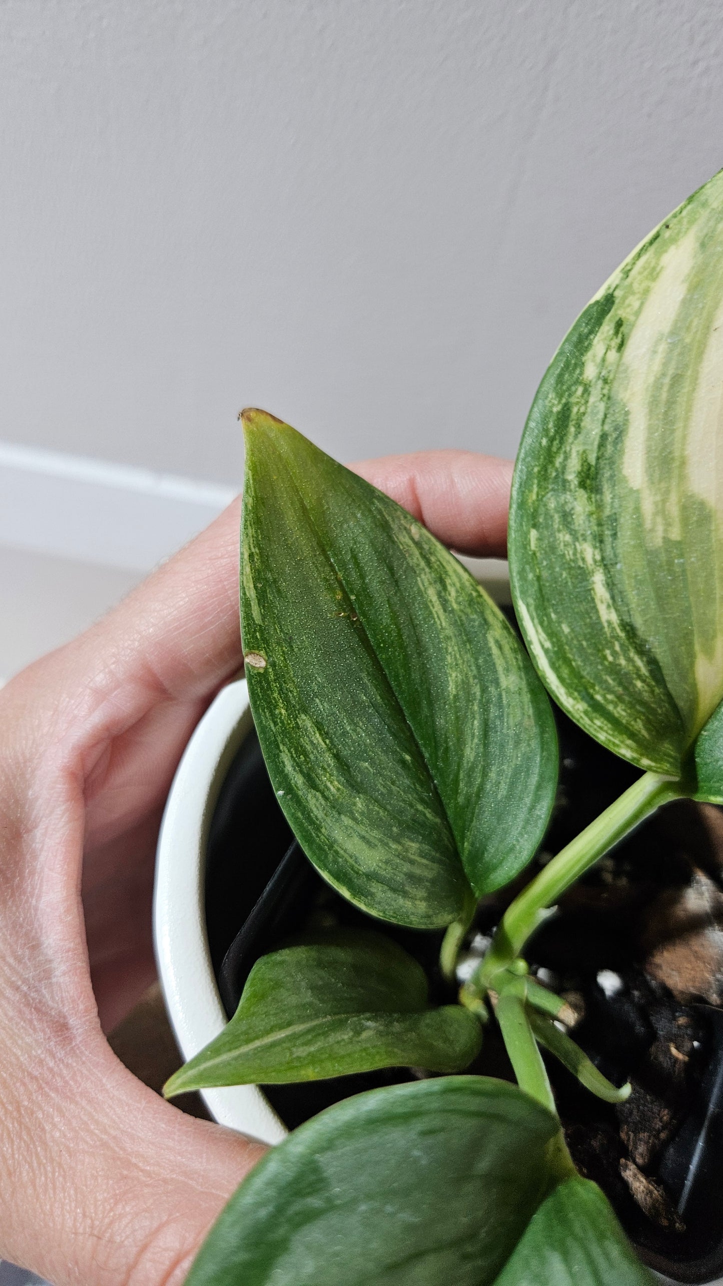 Scindapsus Rubicon (SCI-1110)
