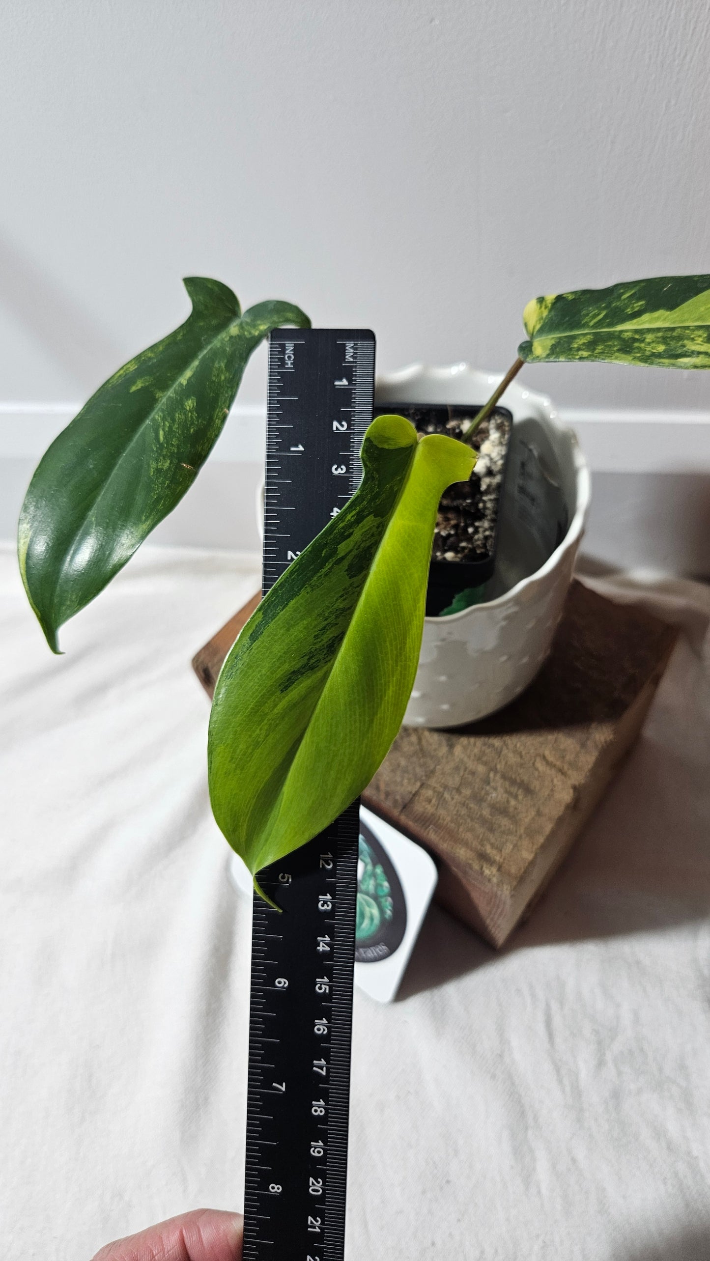 Philodendron Florida Beauty (PHI-716)