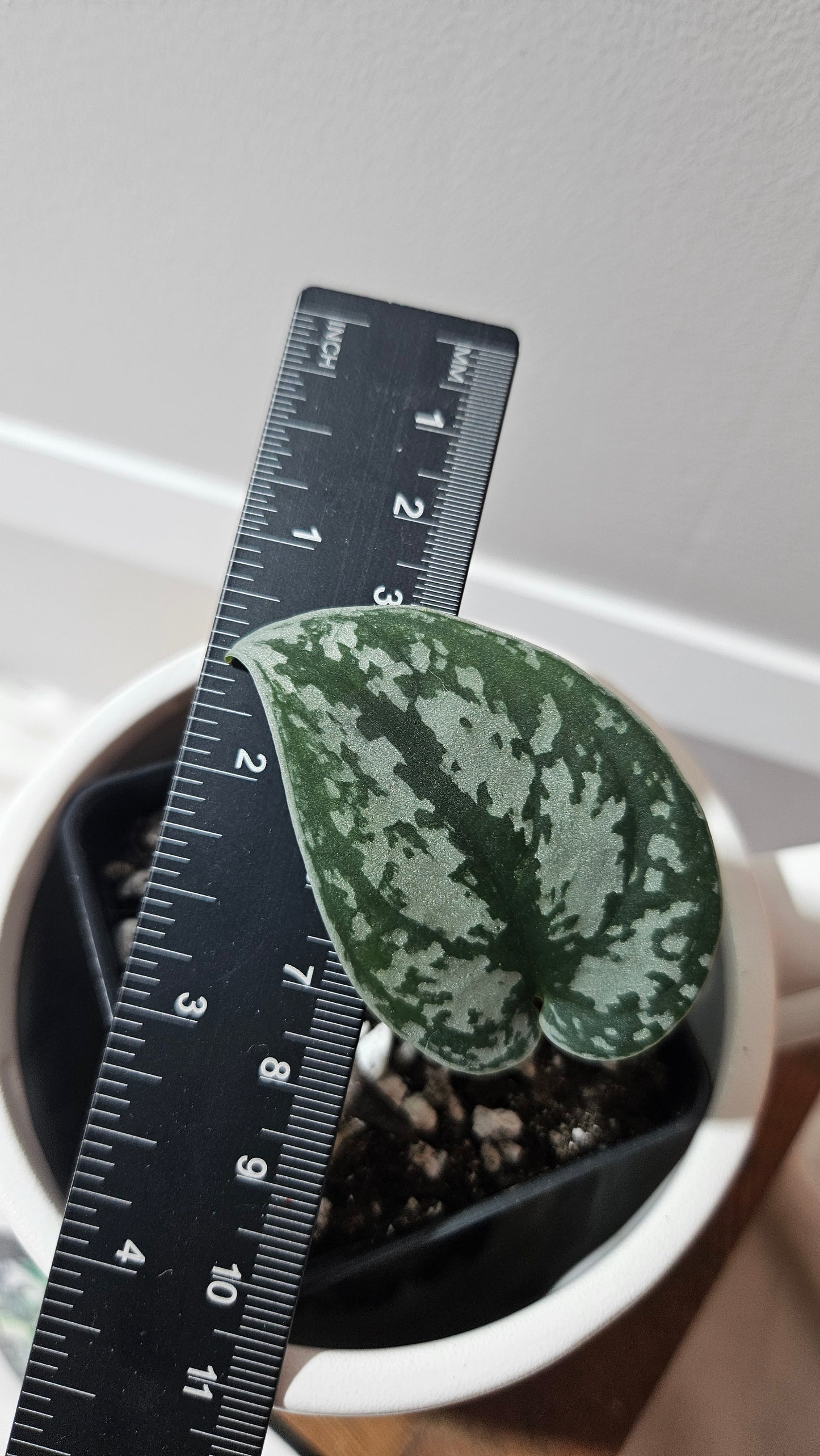 Scindapsus Silver Queen (SCI-1187)
