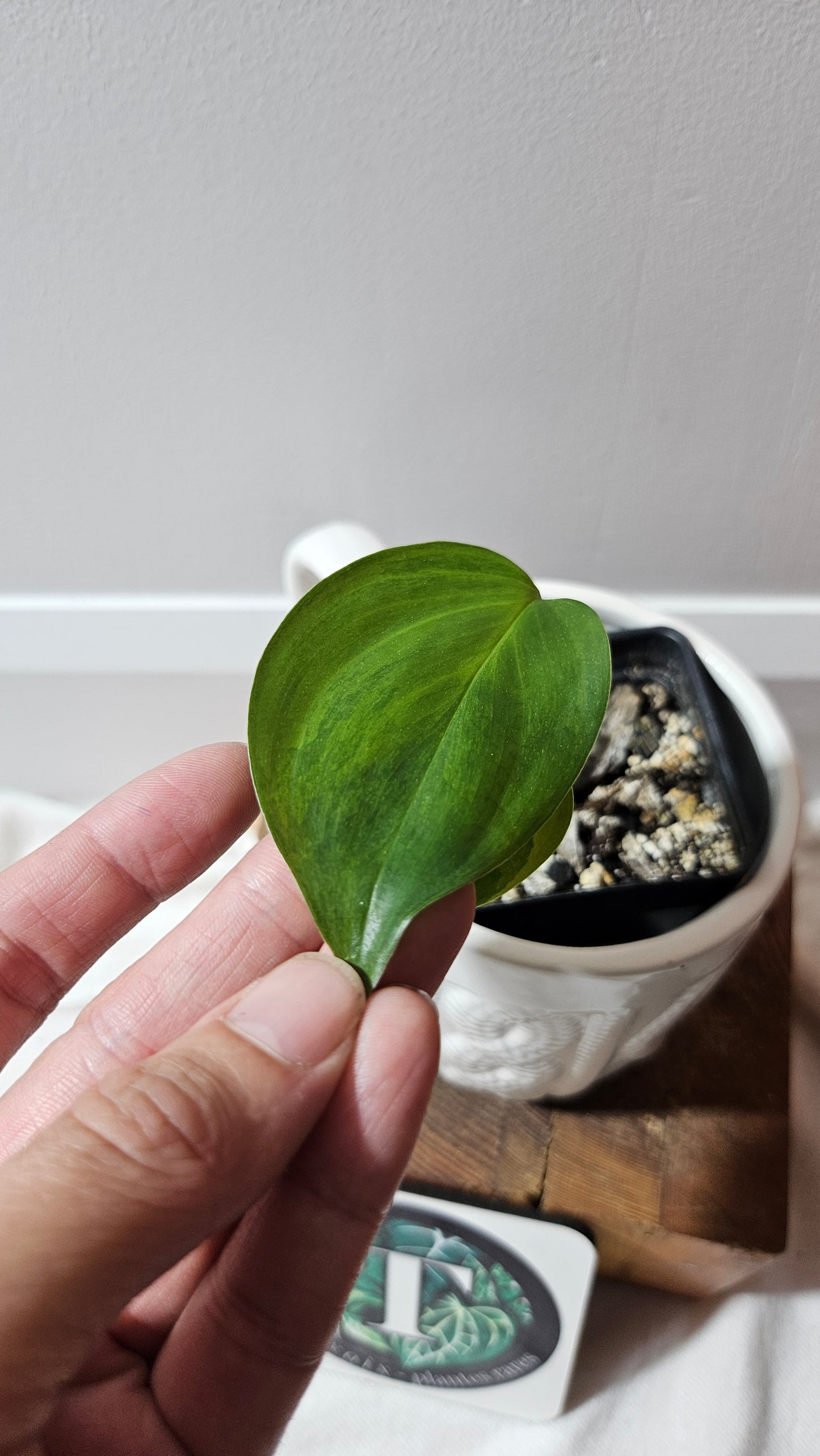 Scindapsus Blue Aurea (SCI-458)