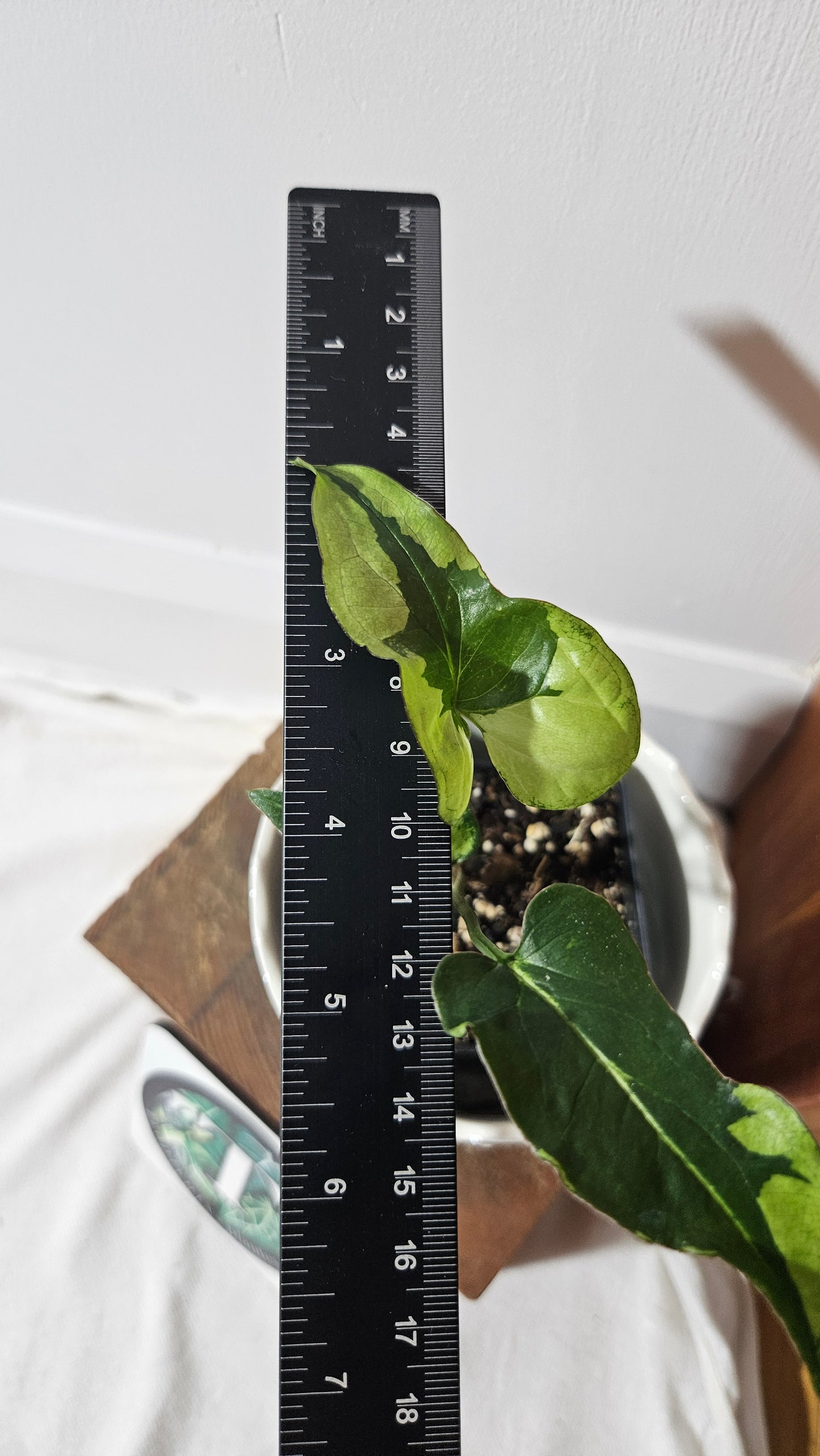 Syngonium Green Beauty (SYN-446)