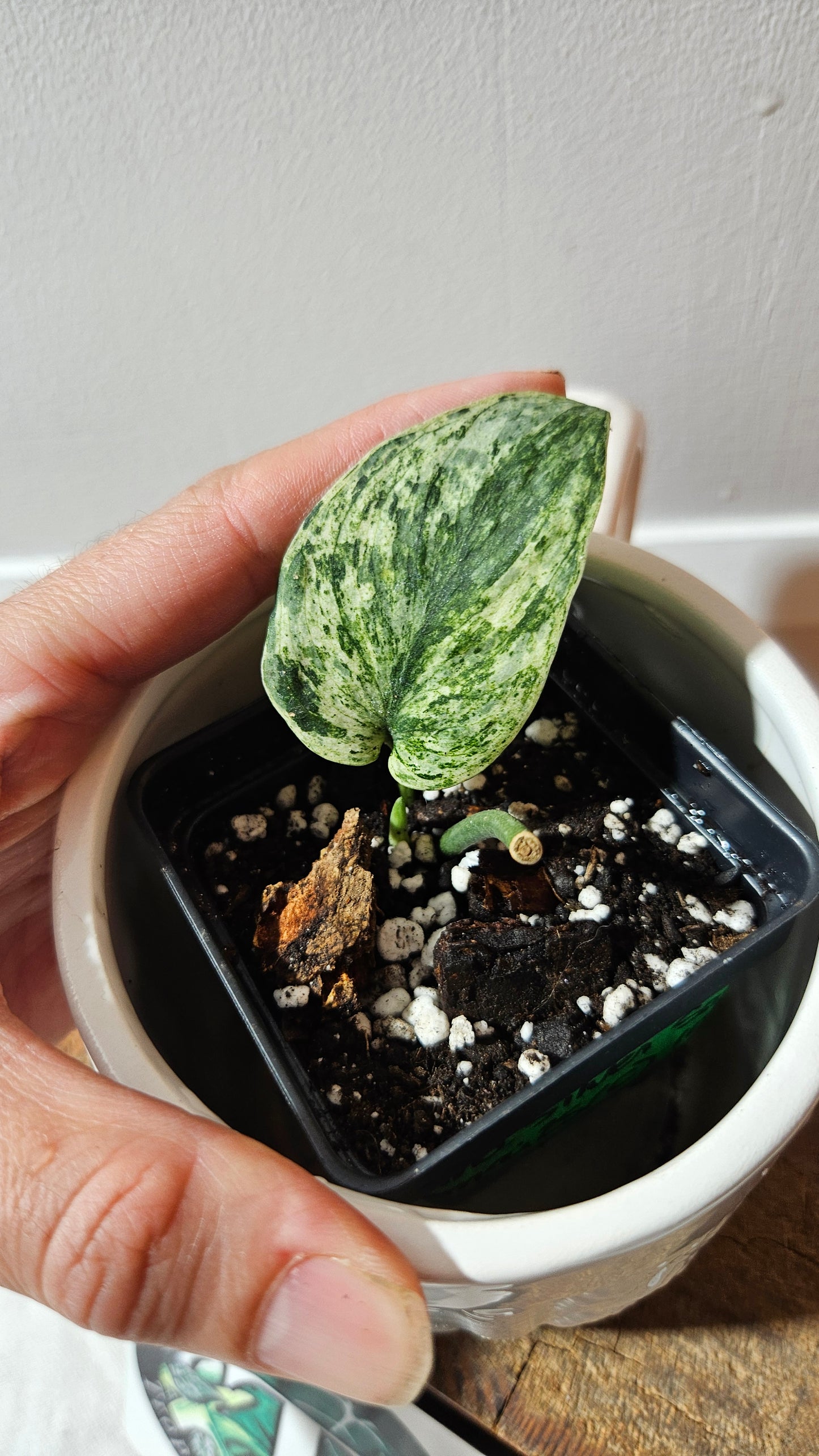 Scindapsus Silver Satin albo (SCI-1148)