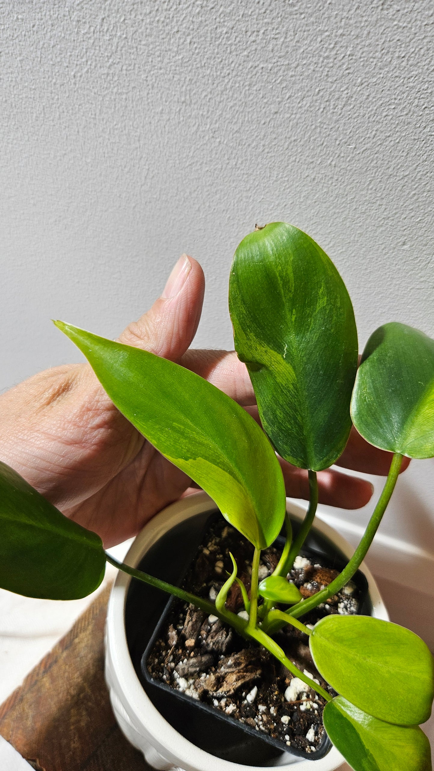 Philodendron Avocado Shake (PHI-917)