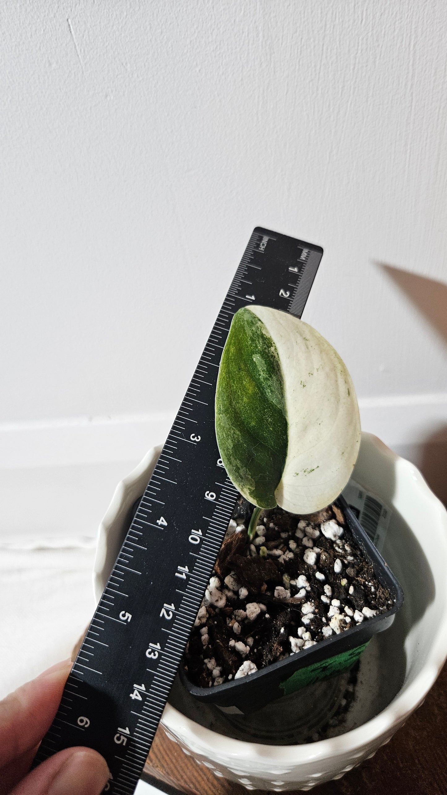 Scindapsus Silver Splash "Halfmoon" Variegata (SCI-1032)