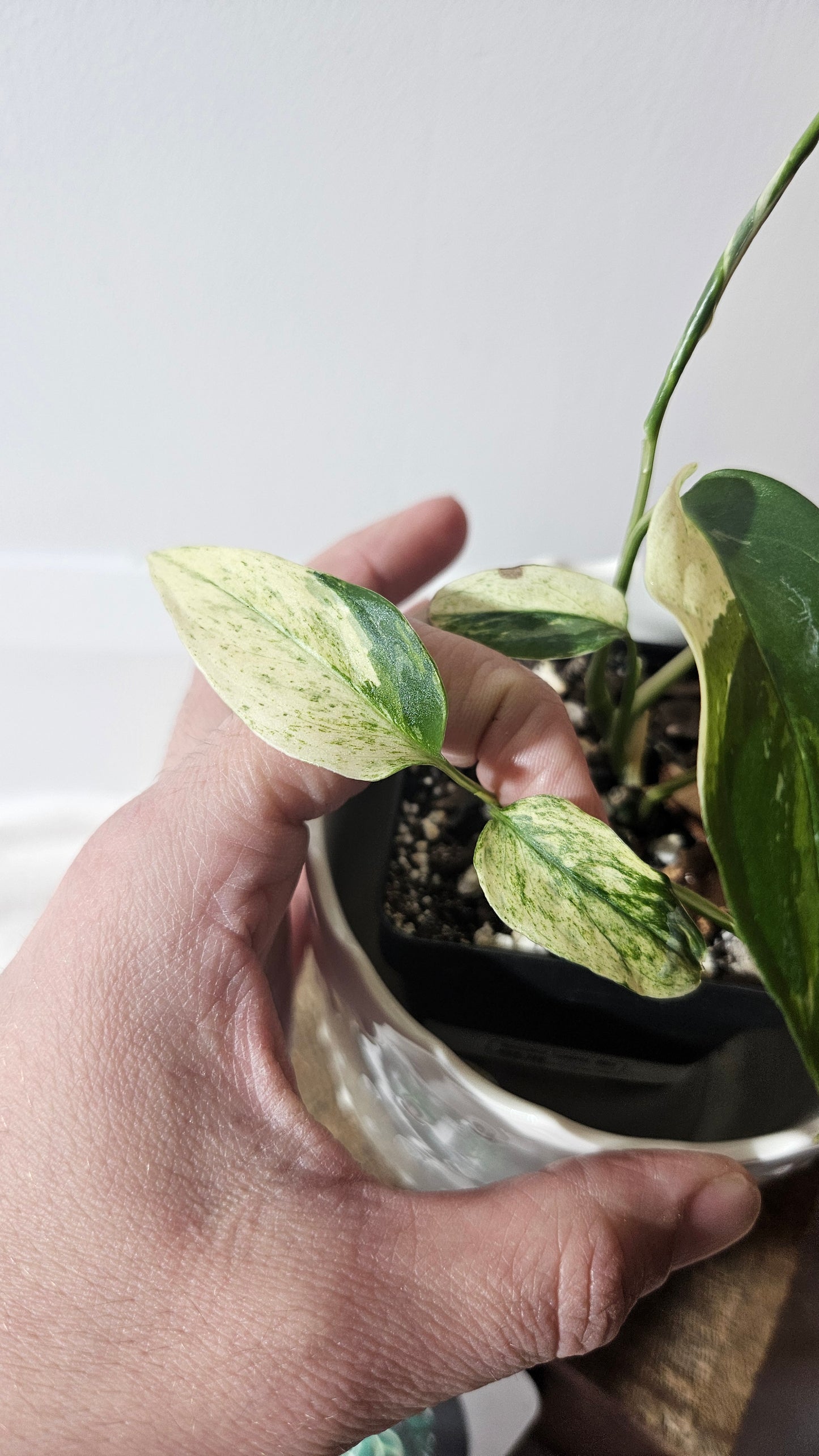 Monstera Laniata Mint (MON-398)