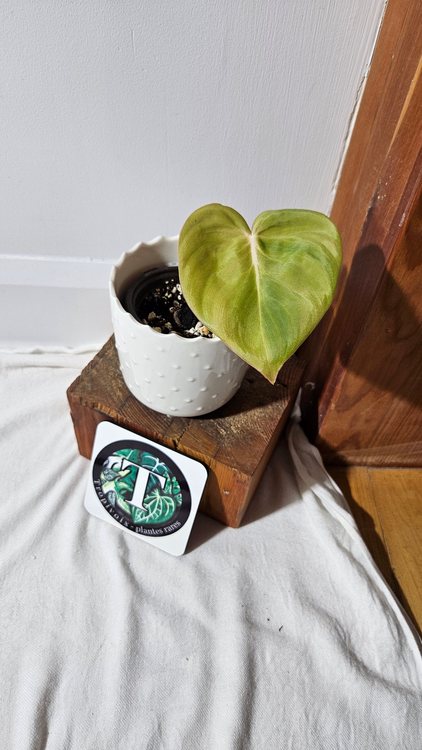 Philodendron Dean McDowell (PHI-829)