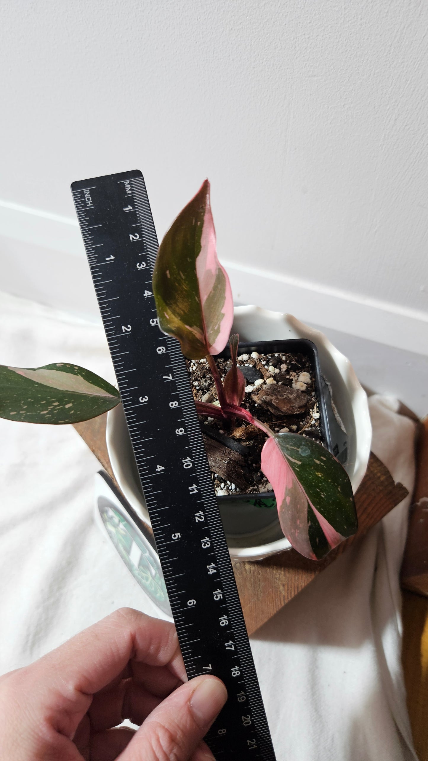 (Philodendron Black Cherry (PHI-712)