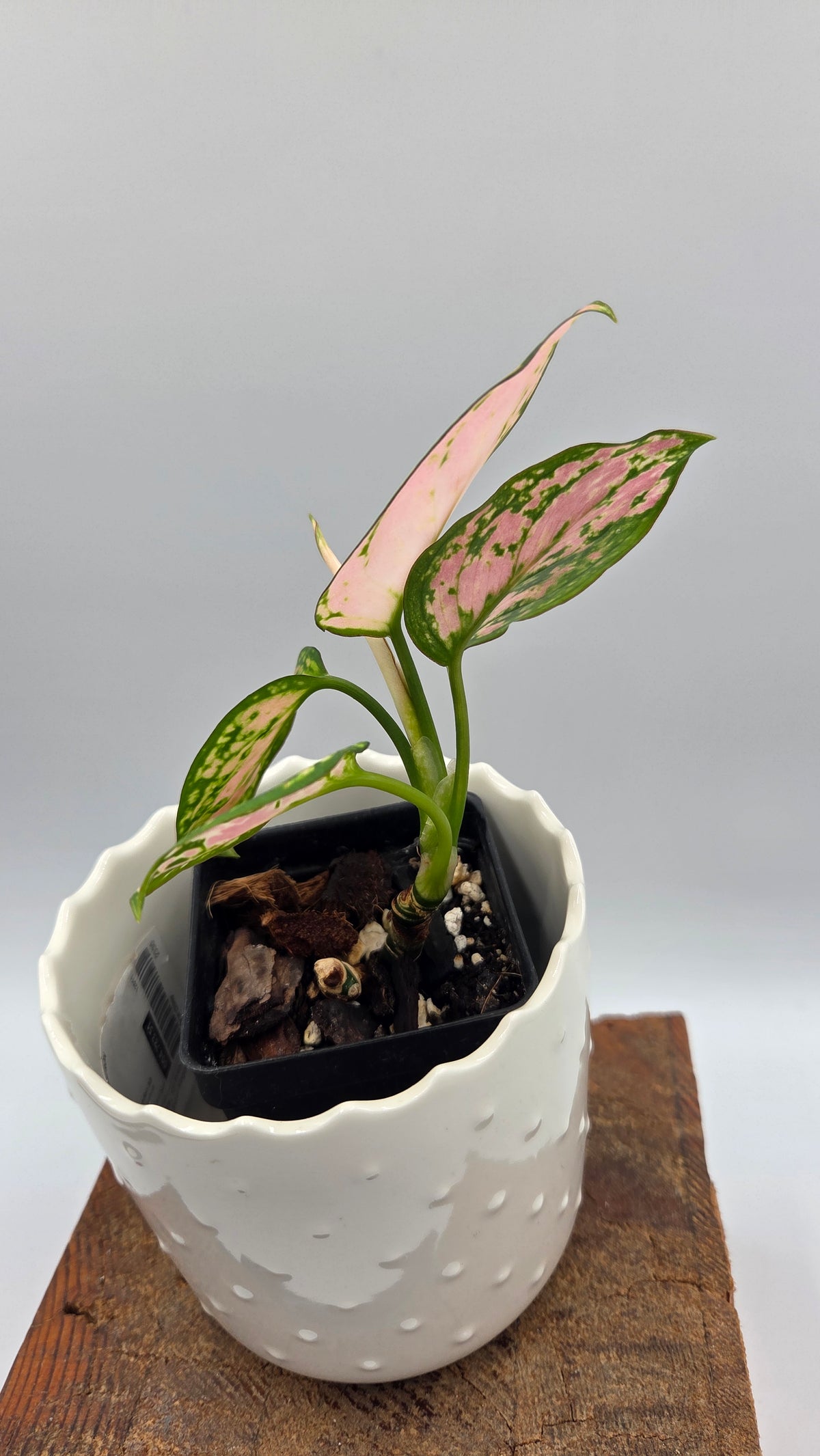 Agalonema Pink Star (AUT-102)