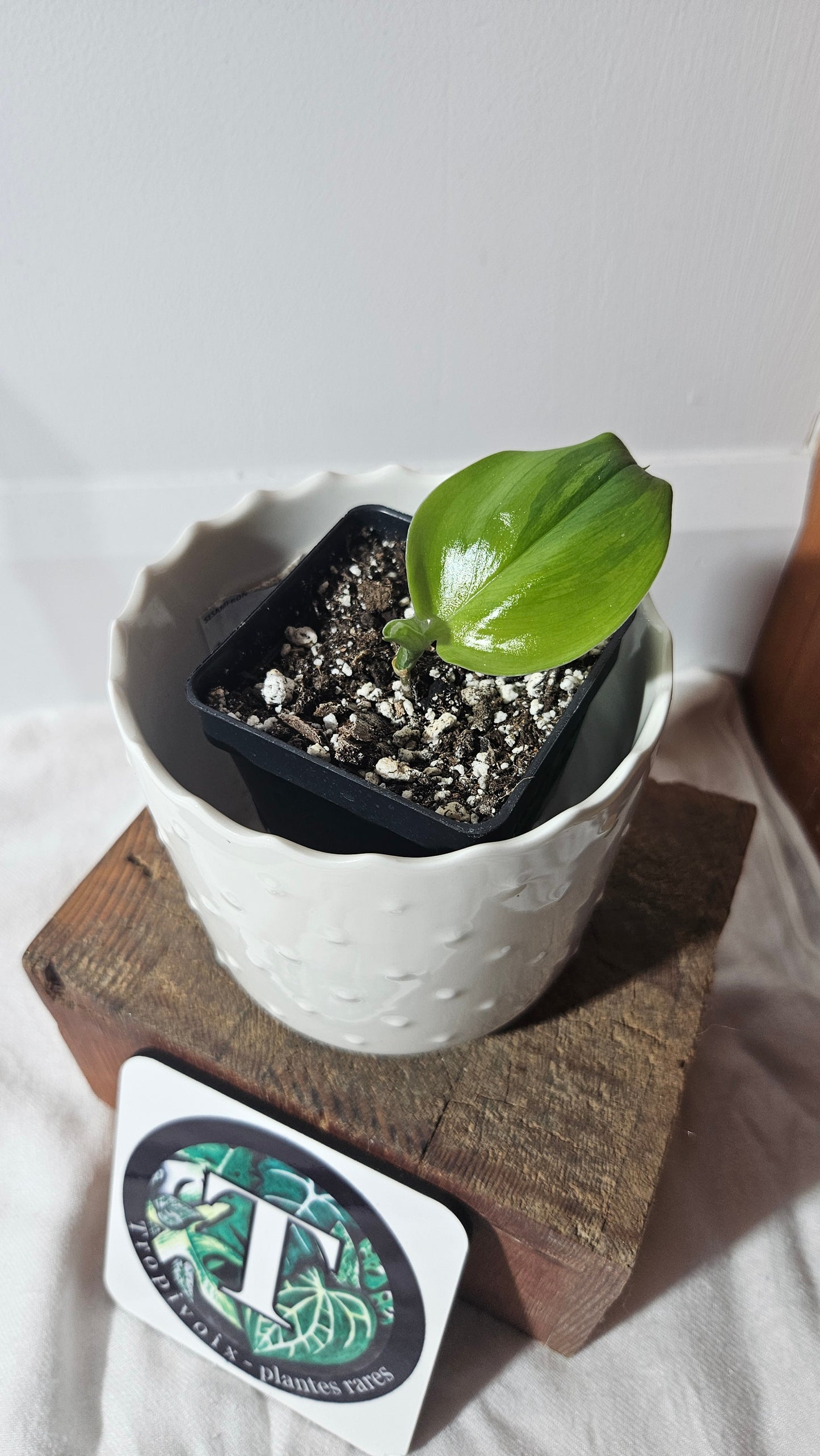 Scindapsus Treubii Moonlight "Green on green" (SCI-804)