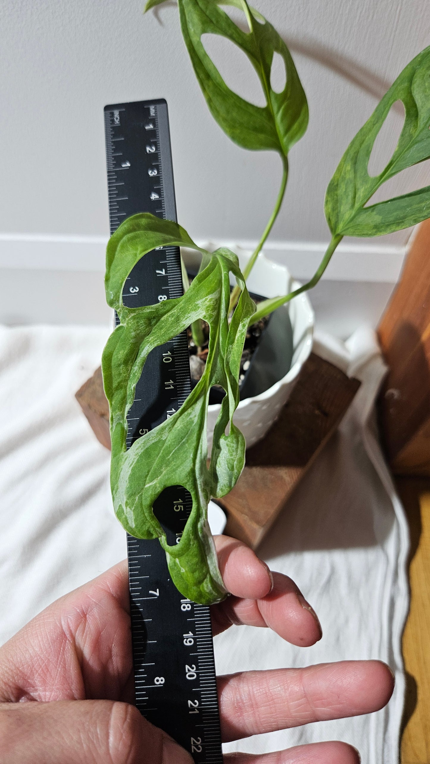 Monstera Andasonii Mint/Indo (MON-421)