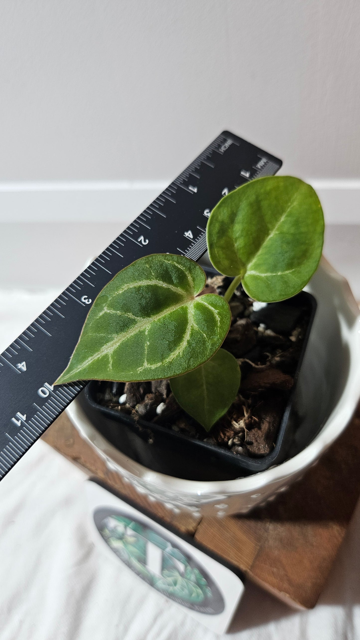 Anthurium Hoffmanii "format SEEDLING" (ANT-586)