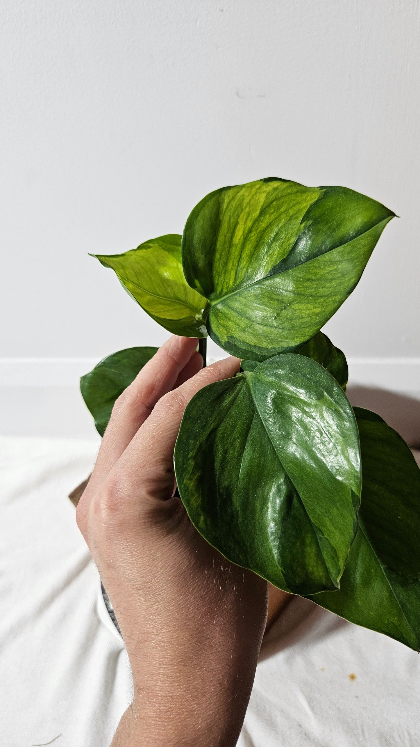 Epipremnum Aureum Manjula yellow/Olivia/Mint (EPI-216)