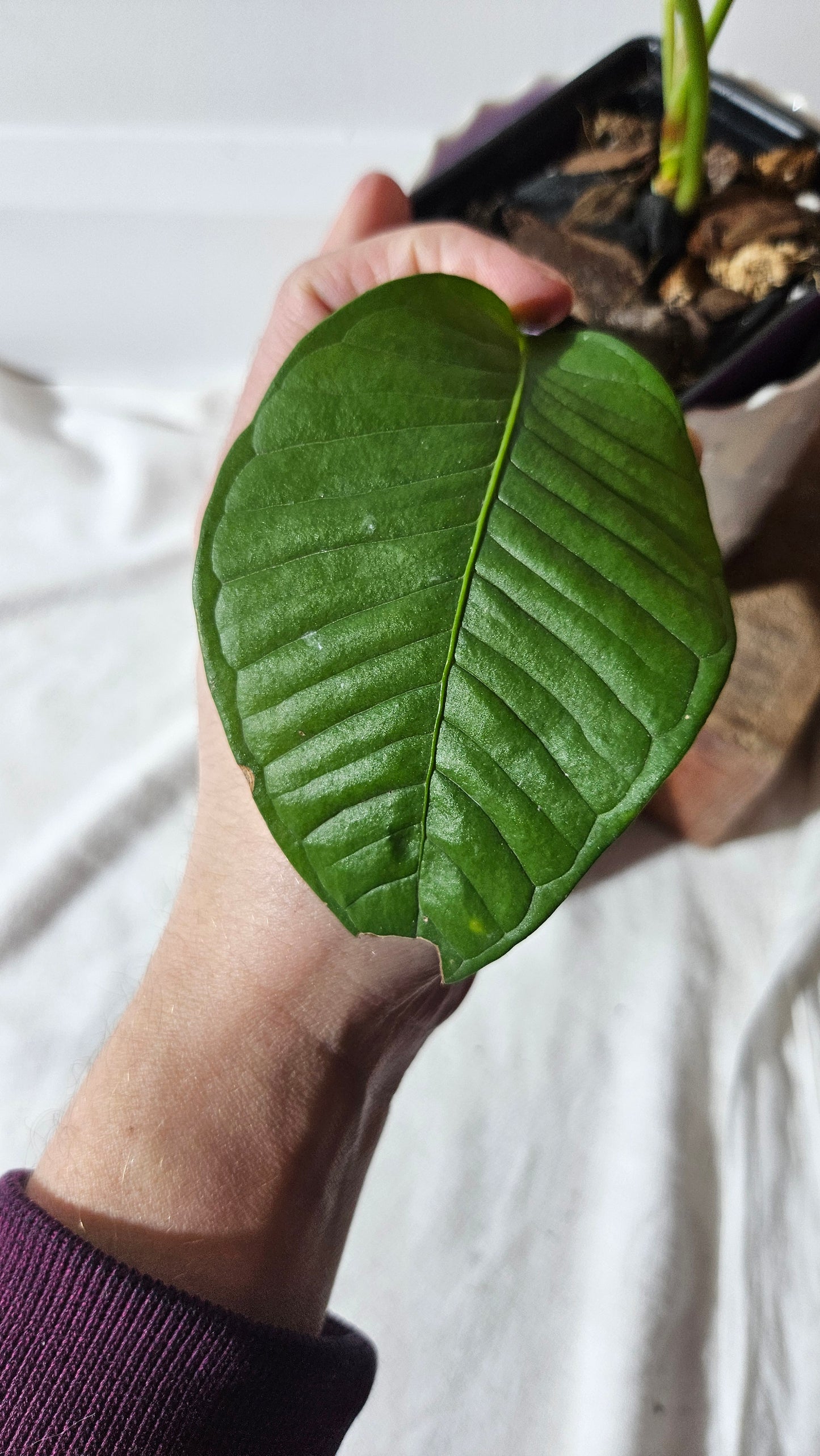 Anthurium Umbricola "format MOYEN" (ANT-385)