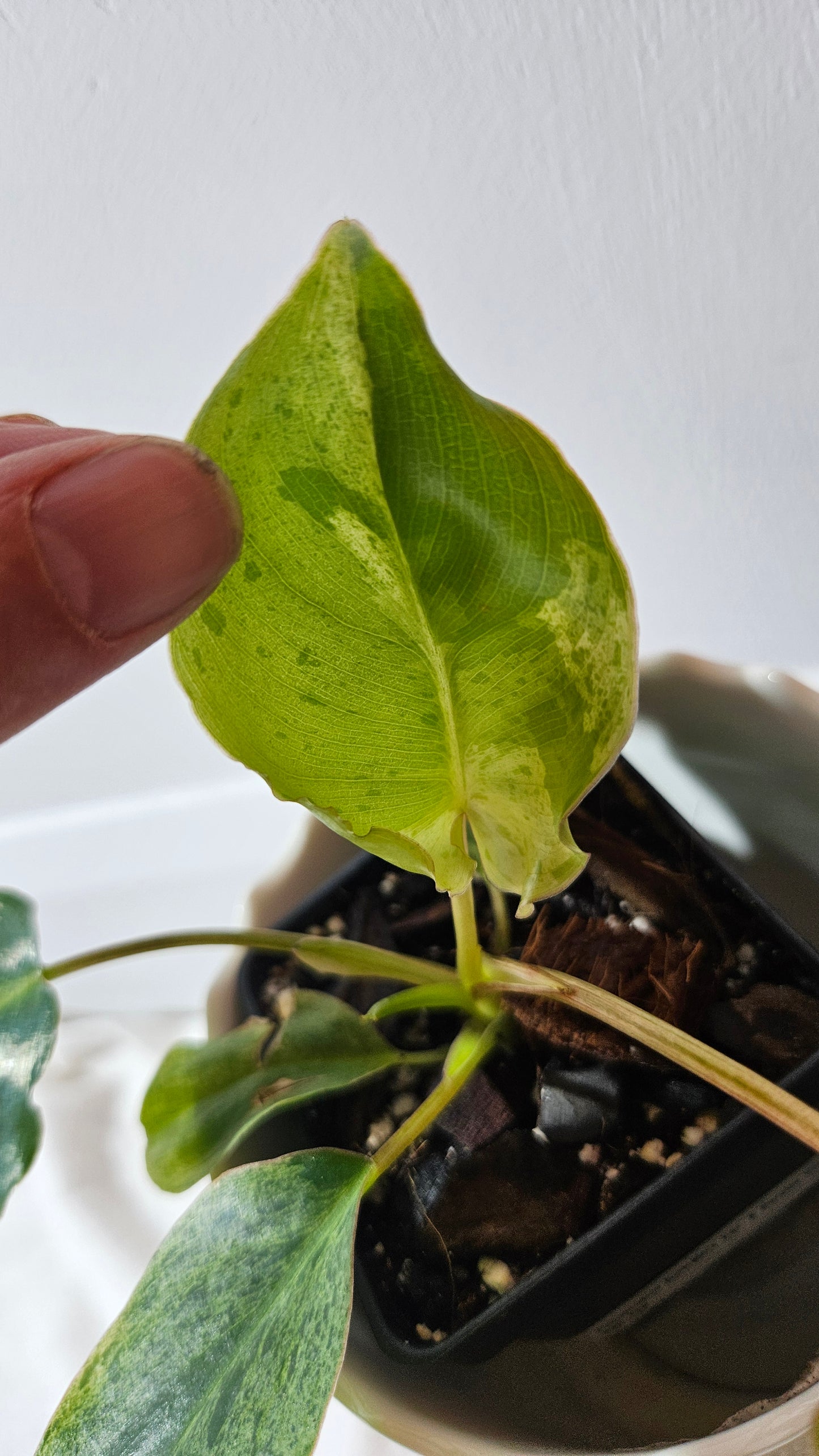 Philodendron BurleMarx Variegata X Paraiso Verde (PHI-790)