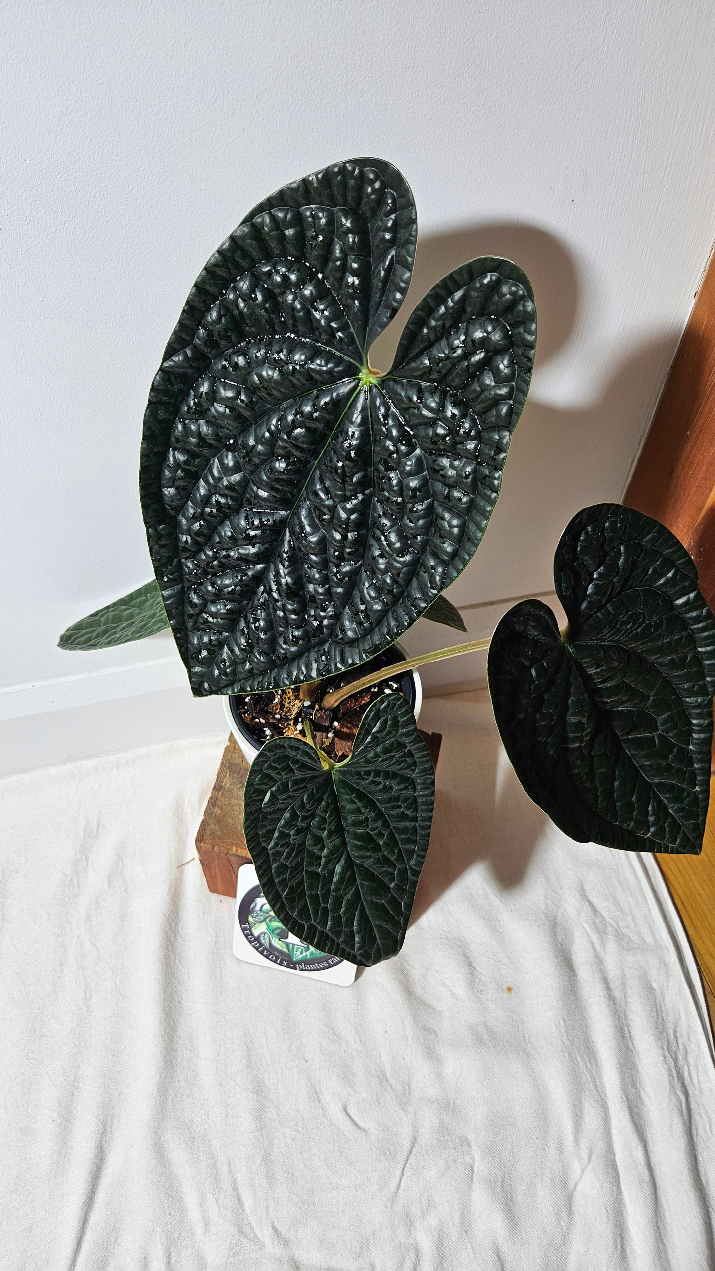 Anthurium Luxurians Dark "format XLARGE" (ANT-419)