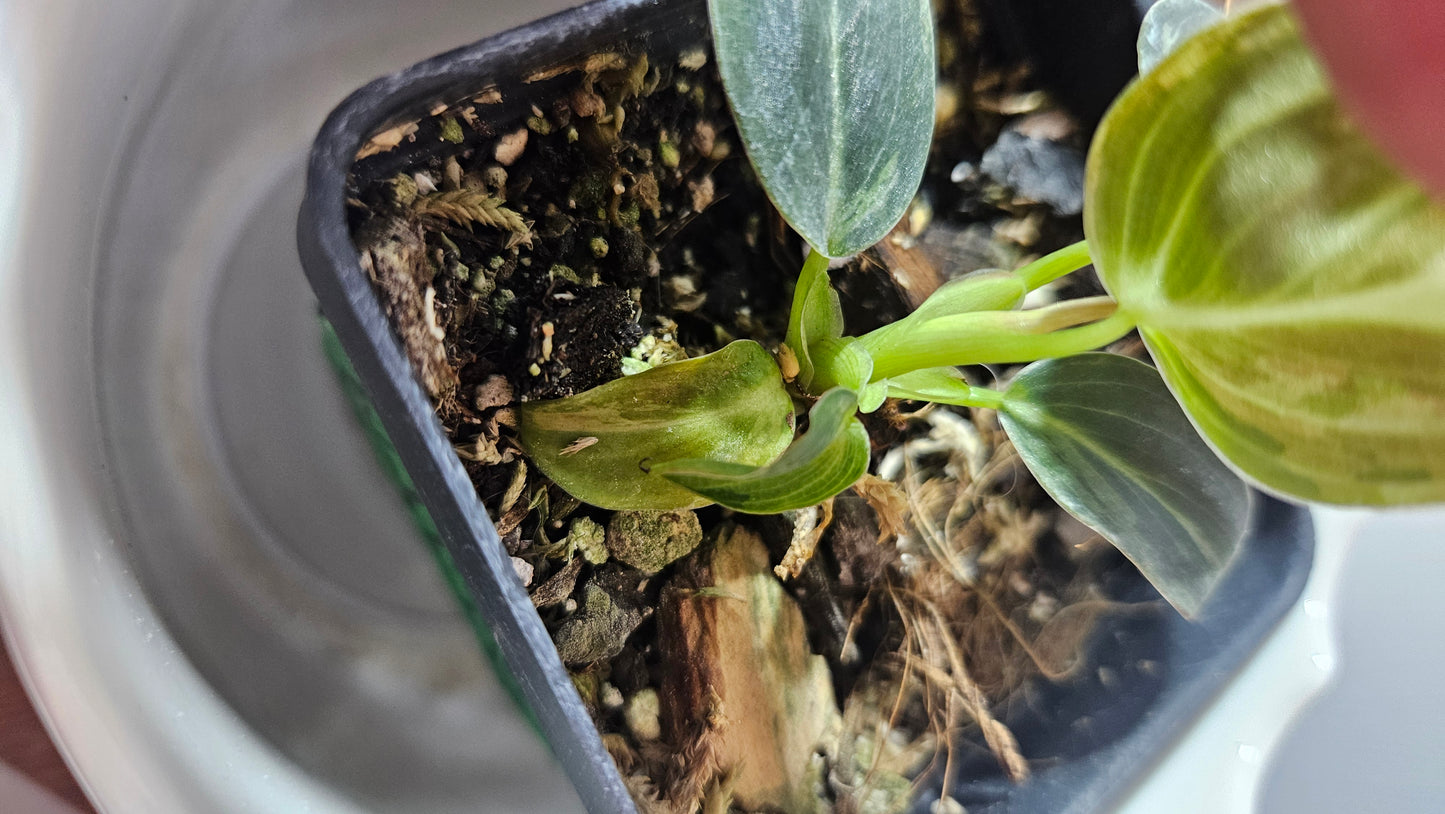 Philodendron Melanochrysum Variegata (PHI-726)