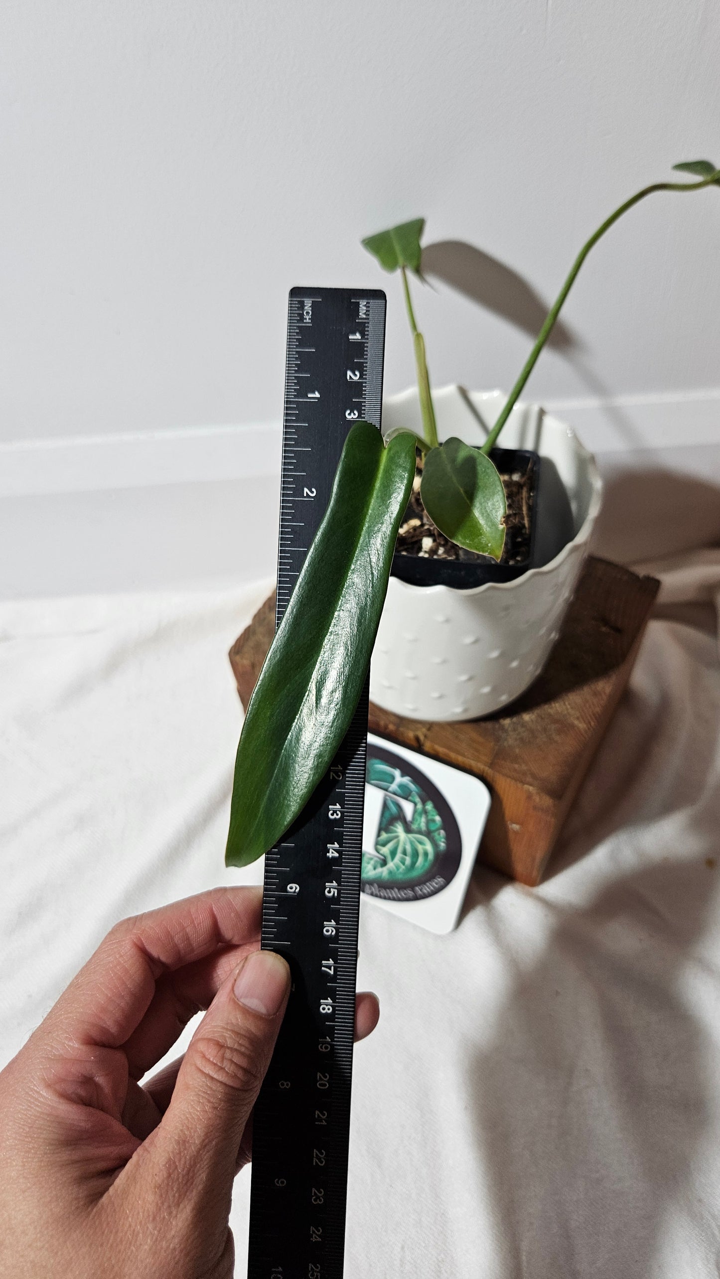 Philodendron Longilobatum (PHI-857)