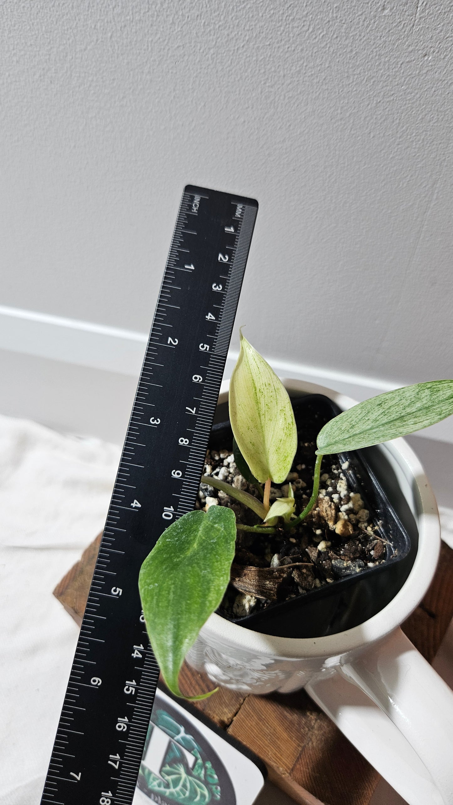 Philodendron Florida Ghost (PHI-623)