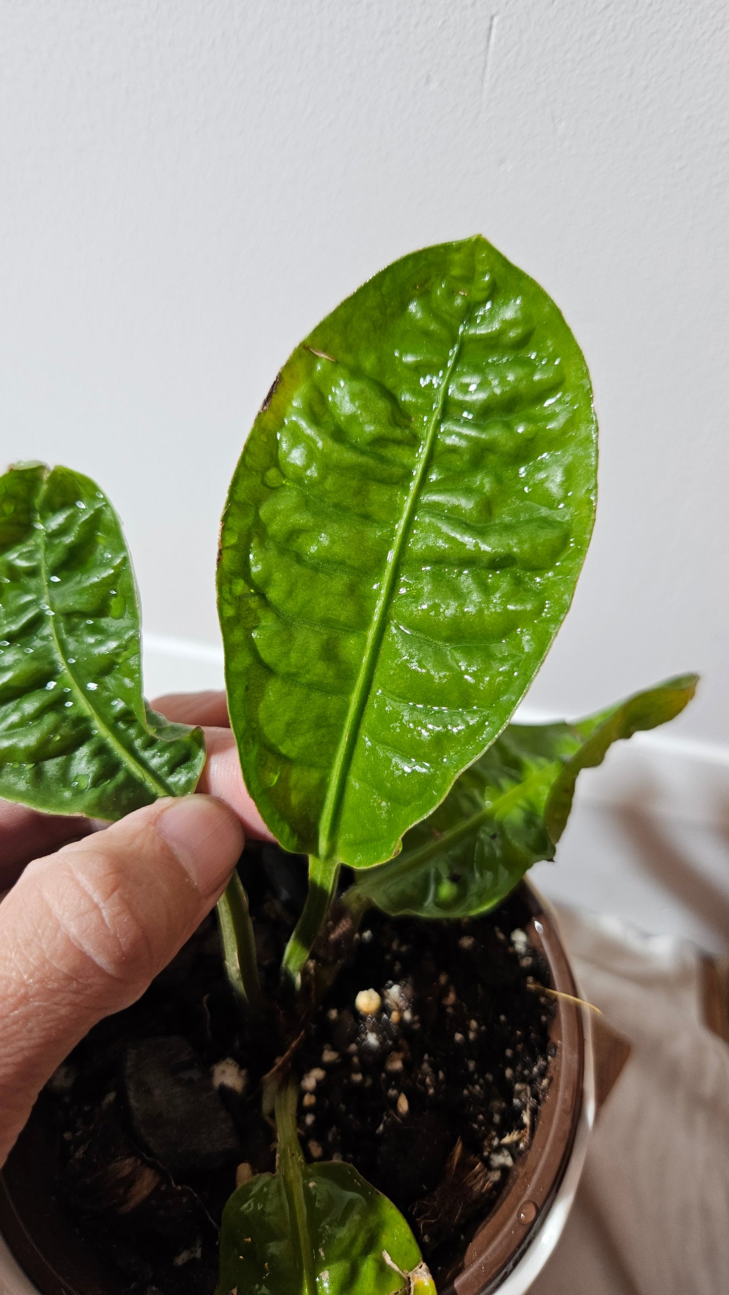 Anthurium Reflexinervium "format PETIT"(ANT-487)