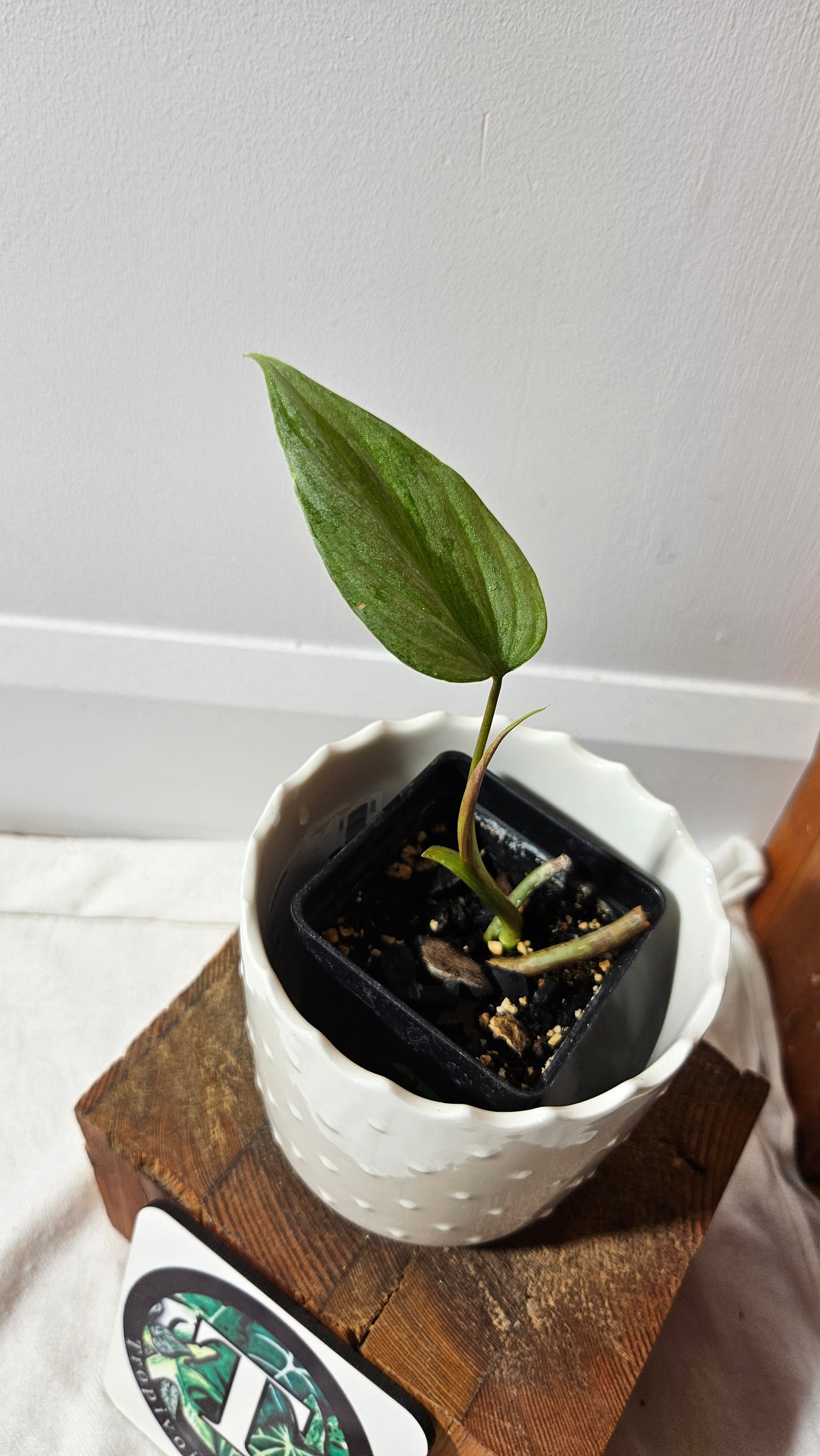 Philodendron Majestic (PHI-812)