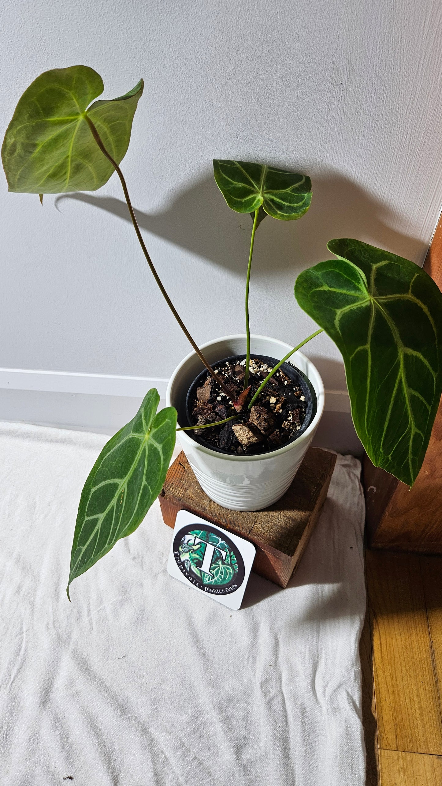 Anthurium Magnificum Velvet "MEDIUM/LARGE format" (ANT-191)