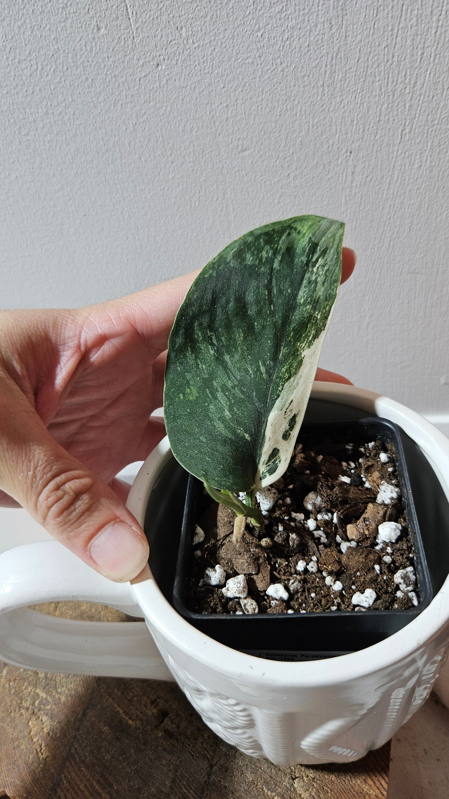 Scindapsus Parahiyangan (SCI-1256)