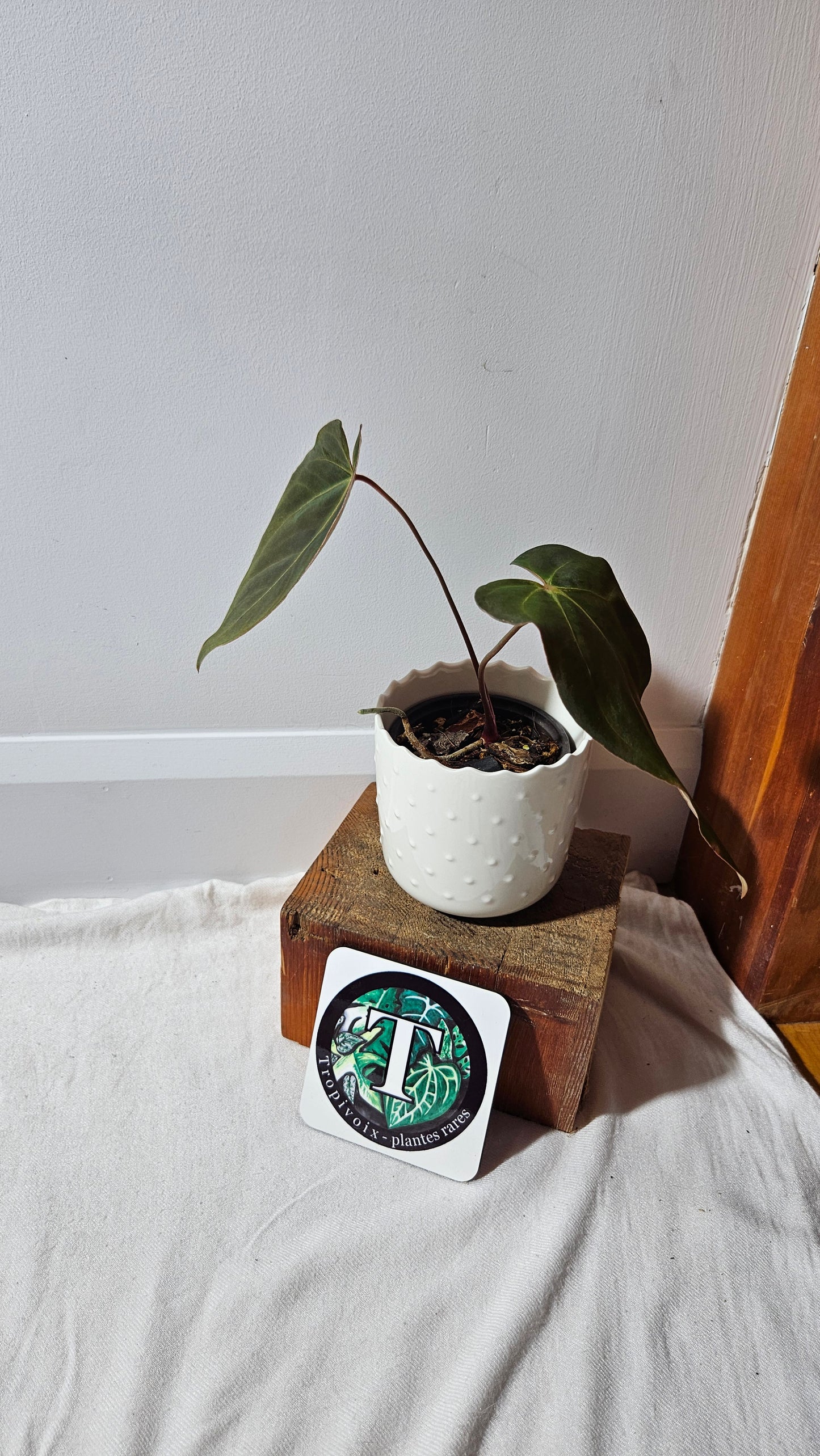 Anthurium Blue Ocean (Blue Papi X AOS) "format MOYEN" (ANT-332)