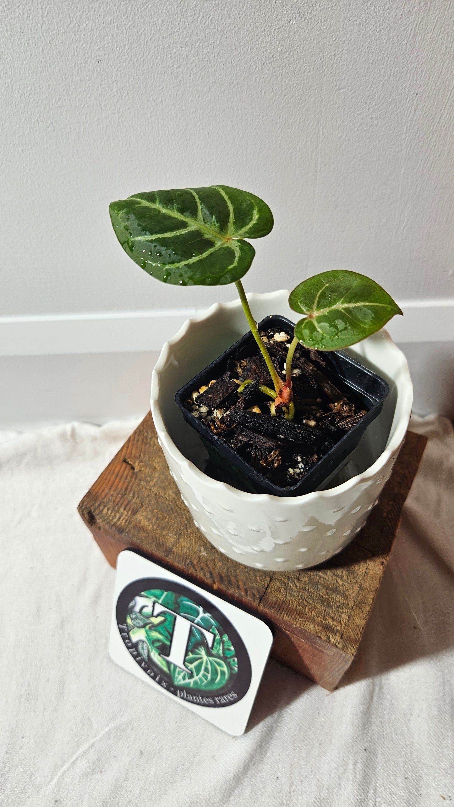 Anthurium Hoffmanii Red Sinus X Silver Hope (ANT-274)