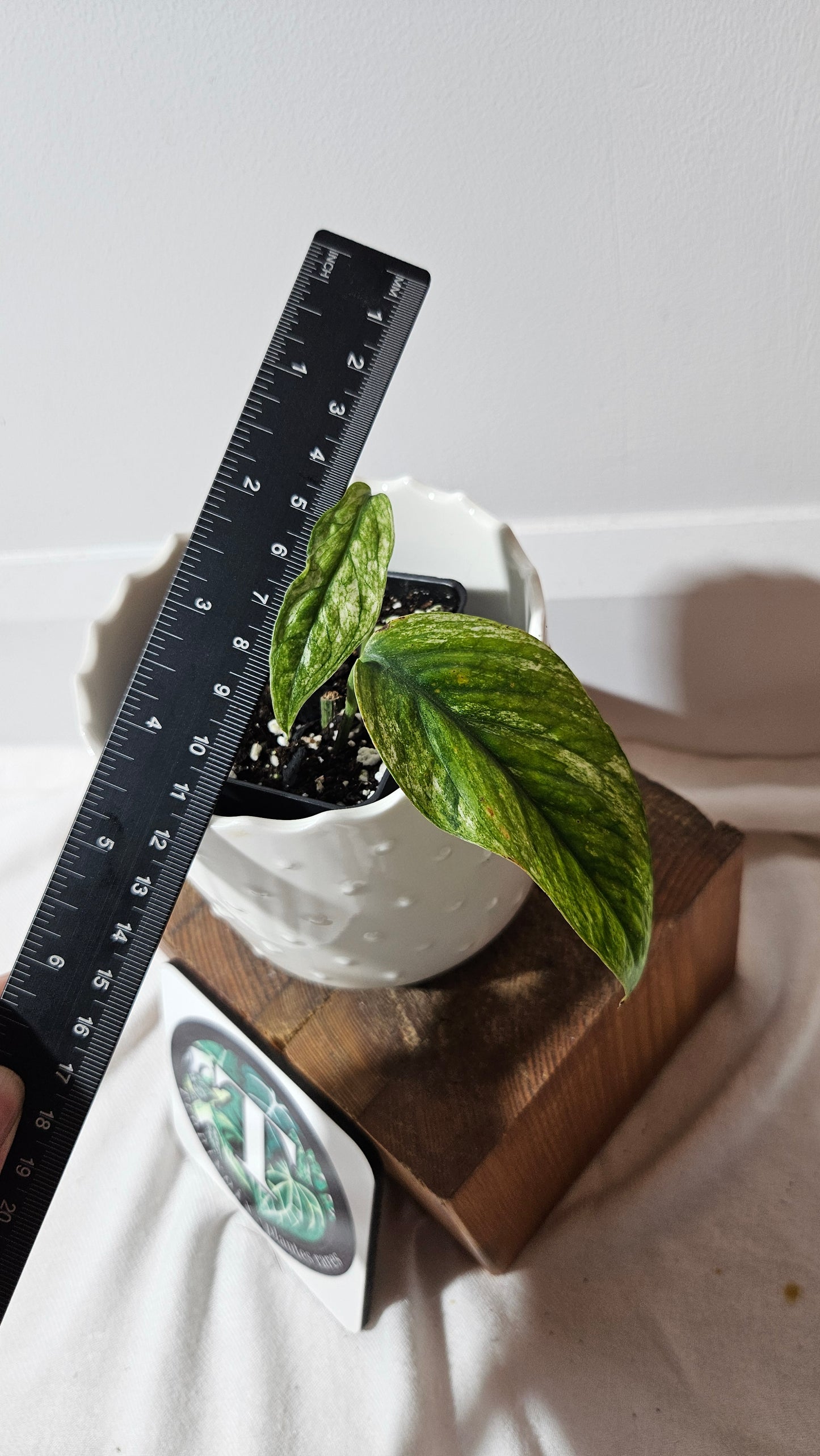 Epipremnum SP Bali Hanoman Variegata (EPI-221)