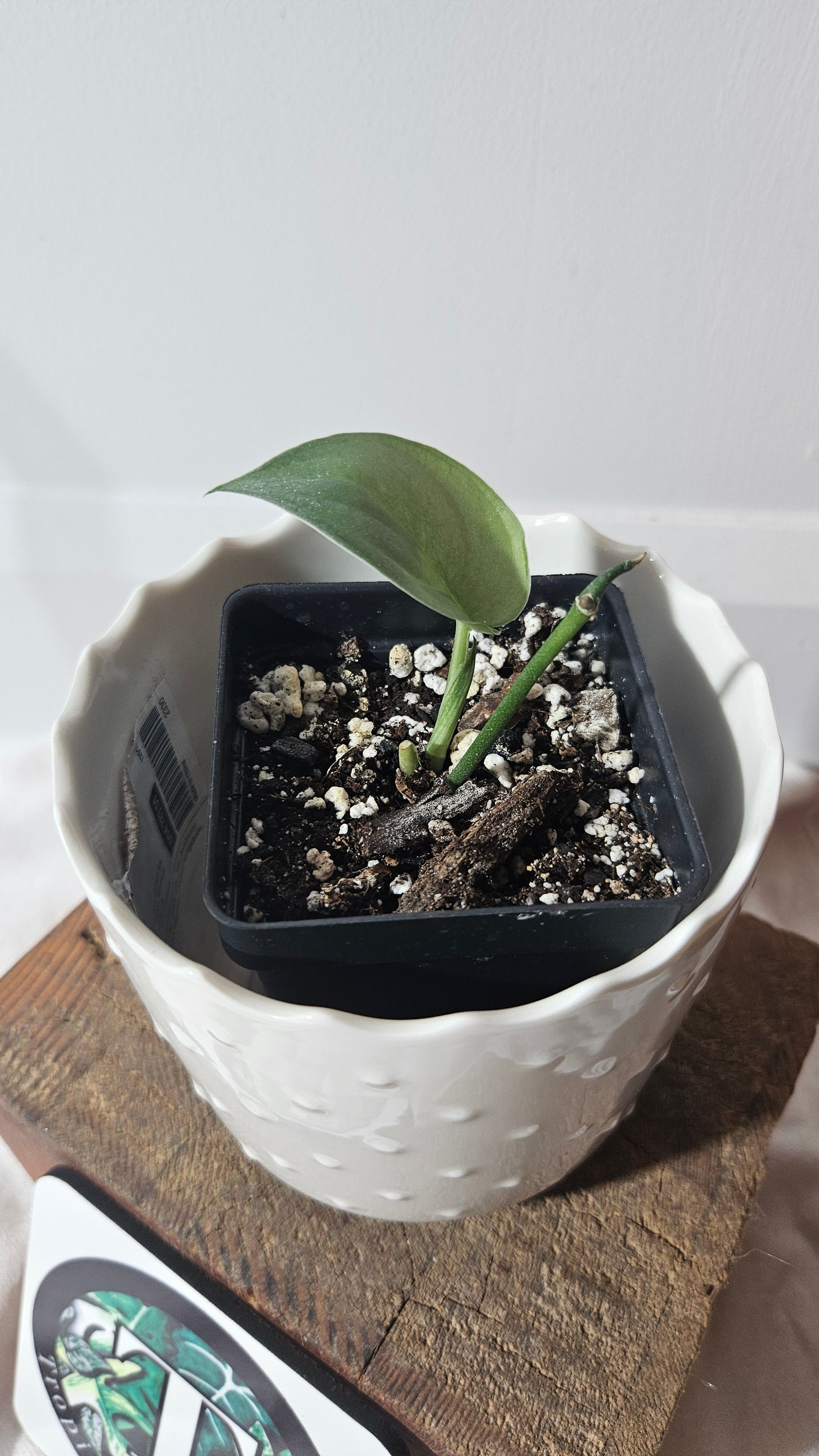 Scindapsus Silver Dragon (SCI-966)