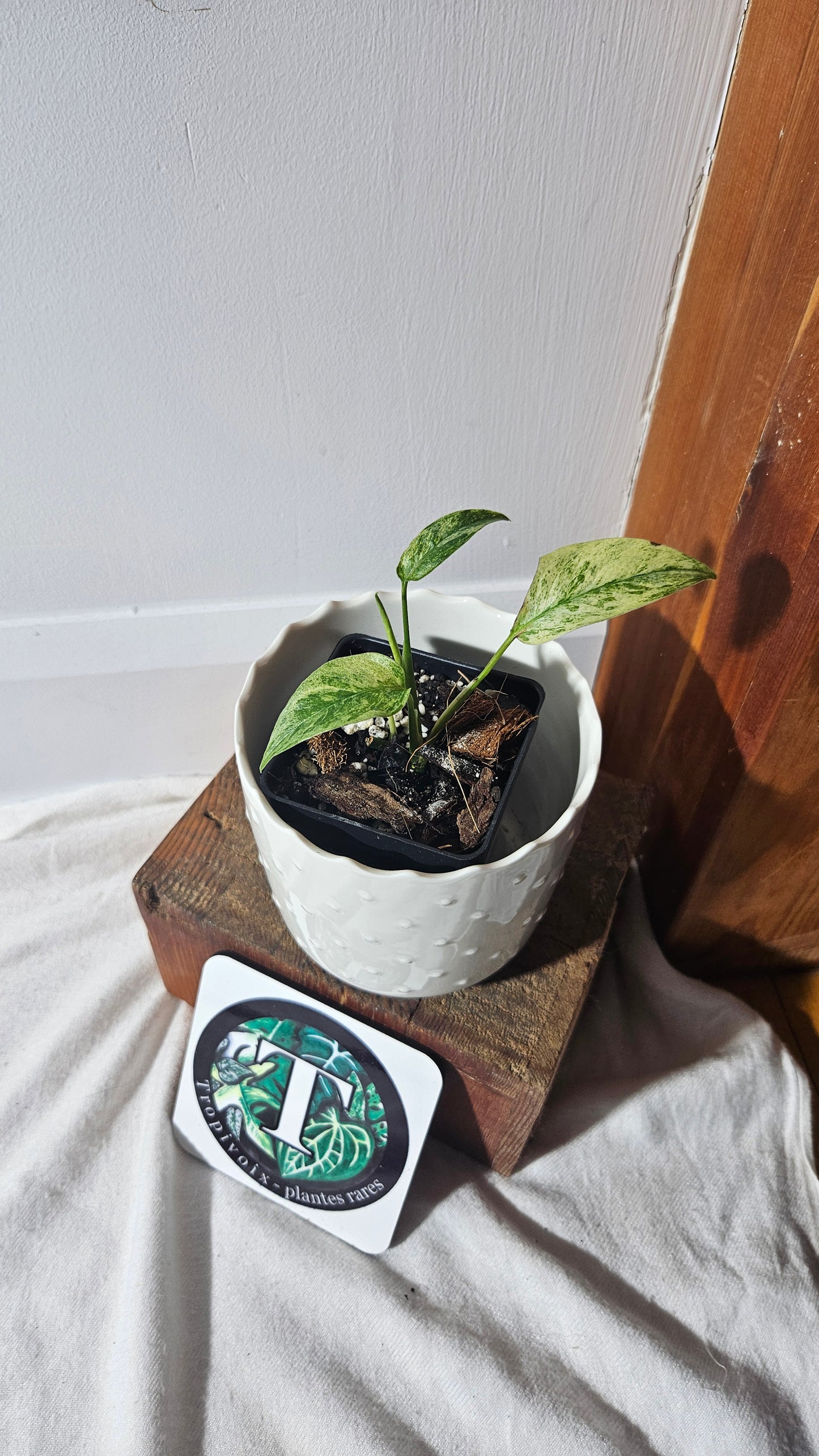 Monstera Laniata Mint (MON-395)