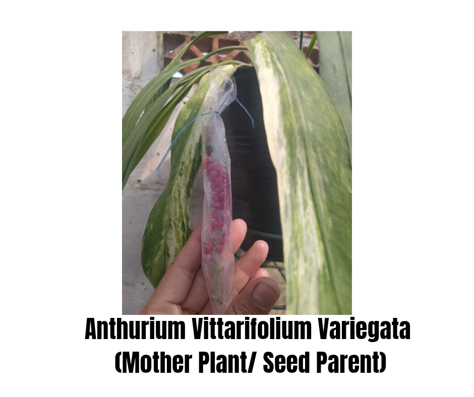 Anthurium Vittarifolium Variegata "format SEEDLING"