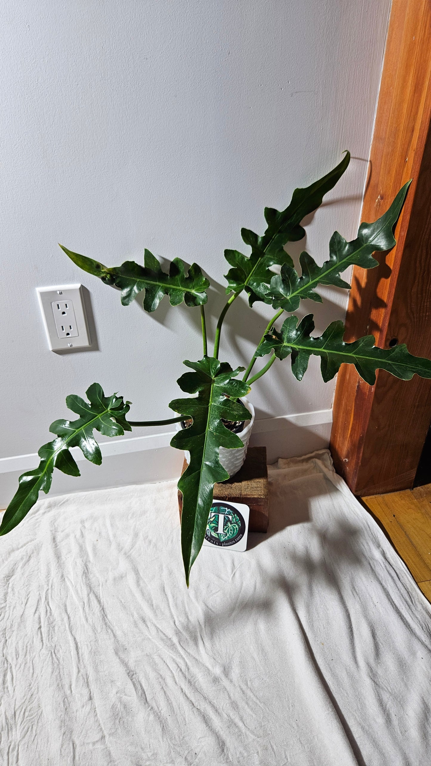 Philodendron Bob Cee (PHI-895)