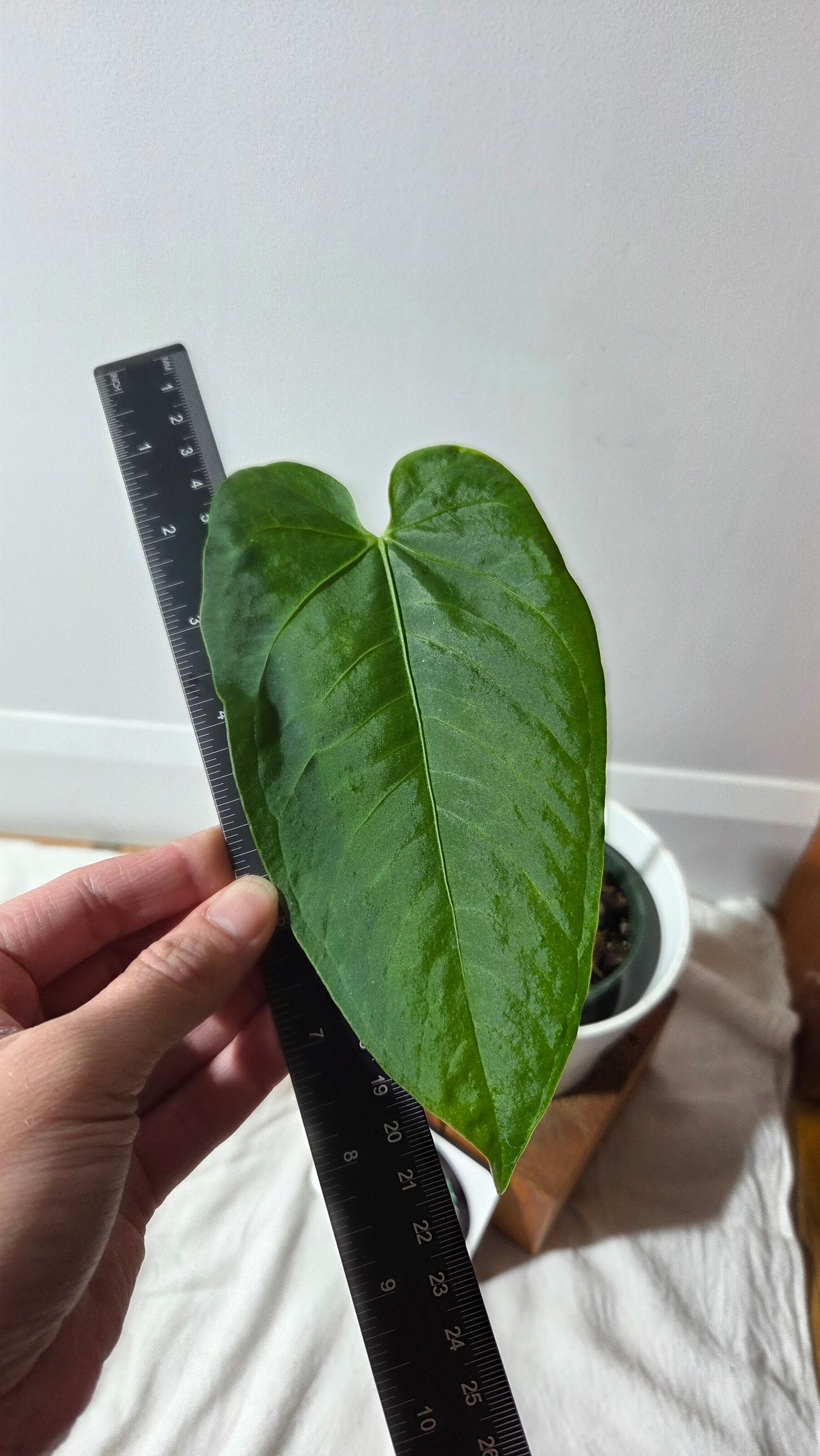 Anthurium Metallicum "Format LARGE" (ANT-660)