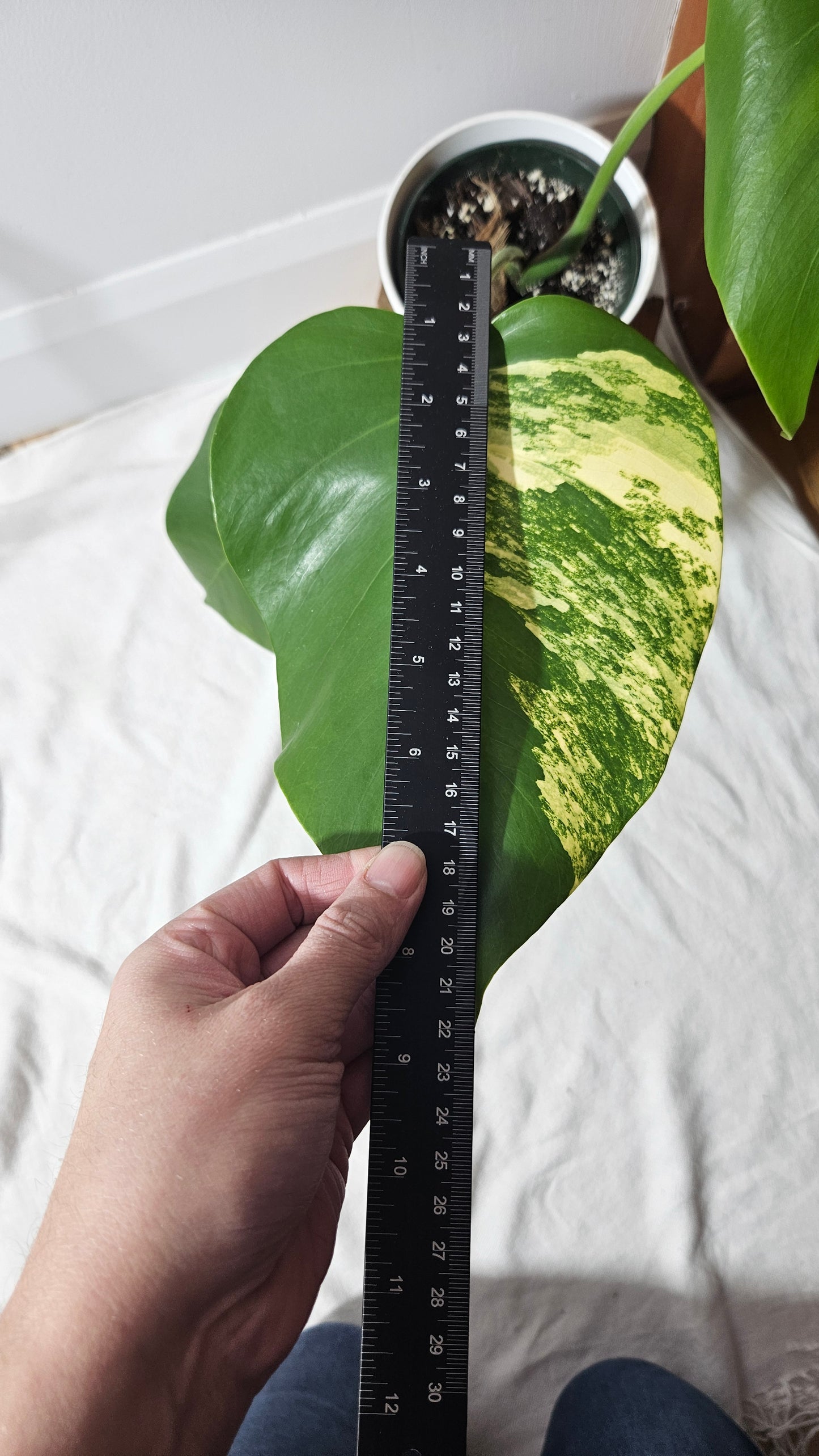 Monstera Aurea (MON-369)