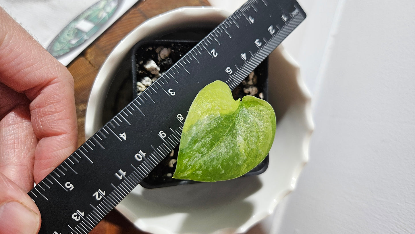 Scindapsus Geulis "aurea" (SCI-634)