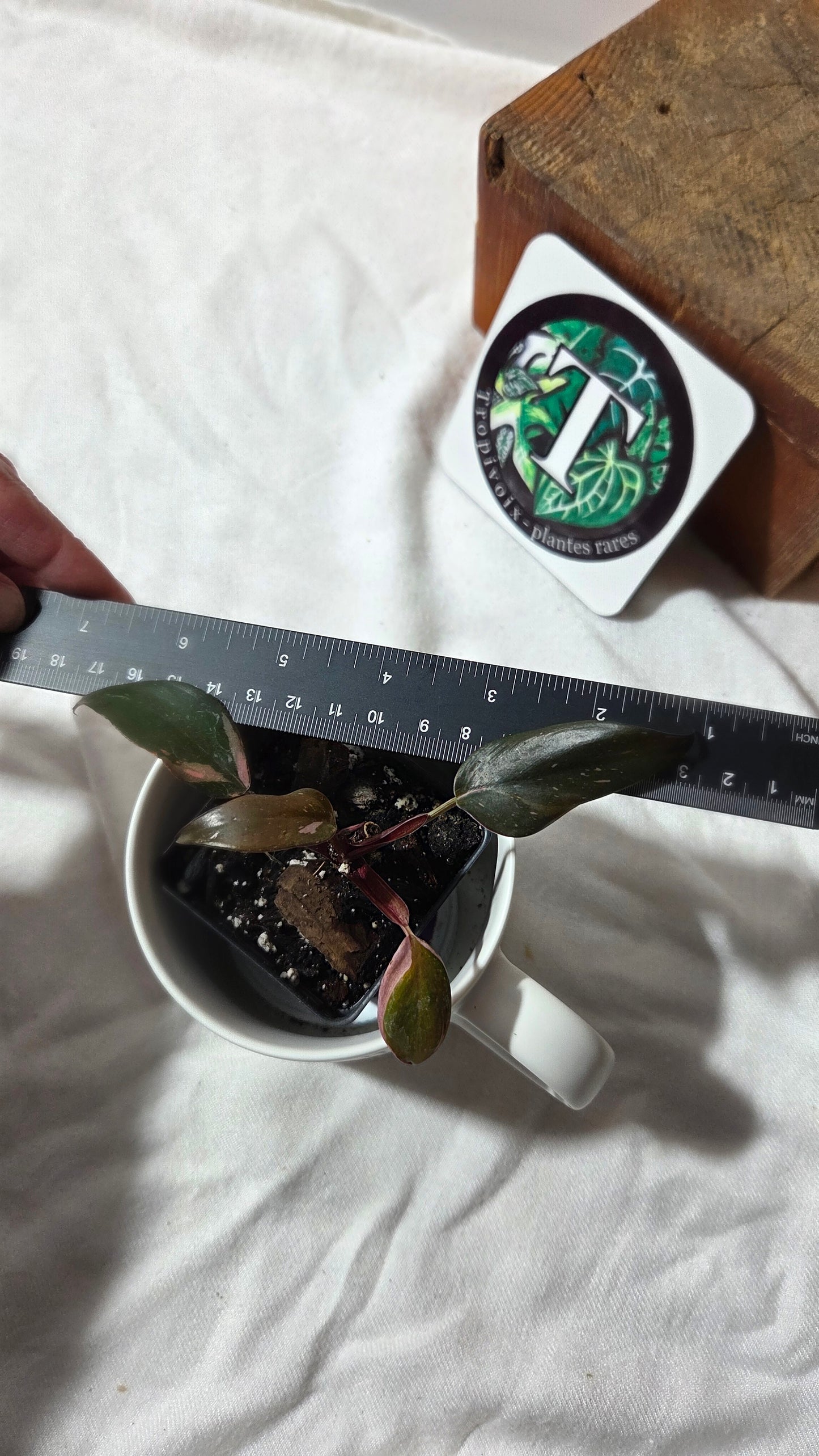 Philodendron Black Cherry (PHI-986)