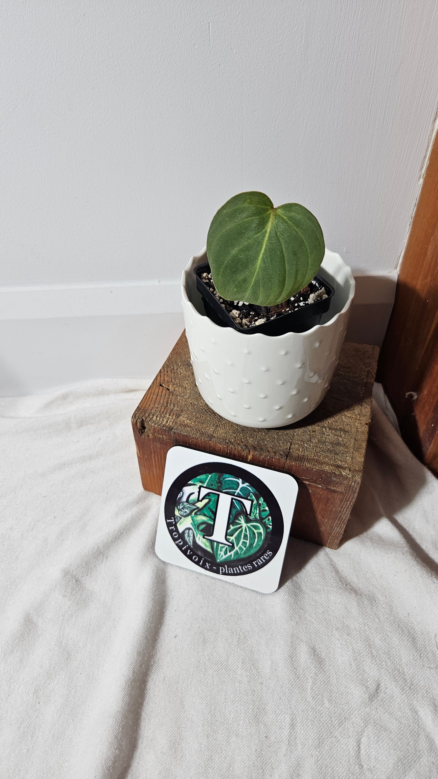 Philodendron Gloriosum (PHI-752)