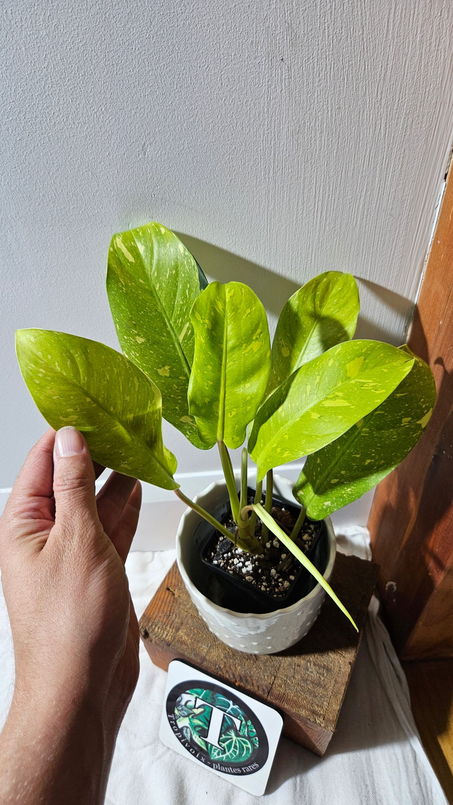 Philodendron Golden Goldness (PHI-894)