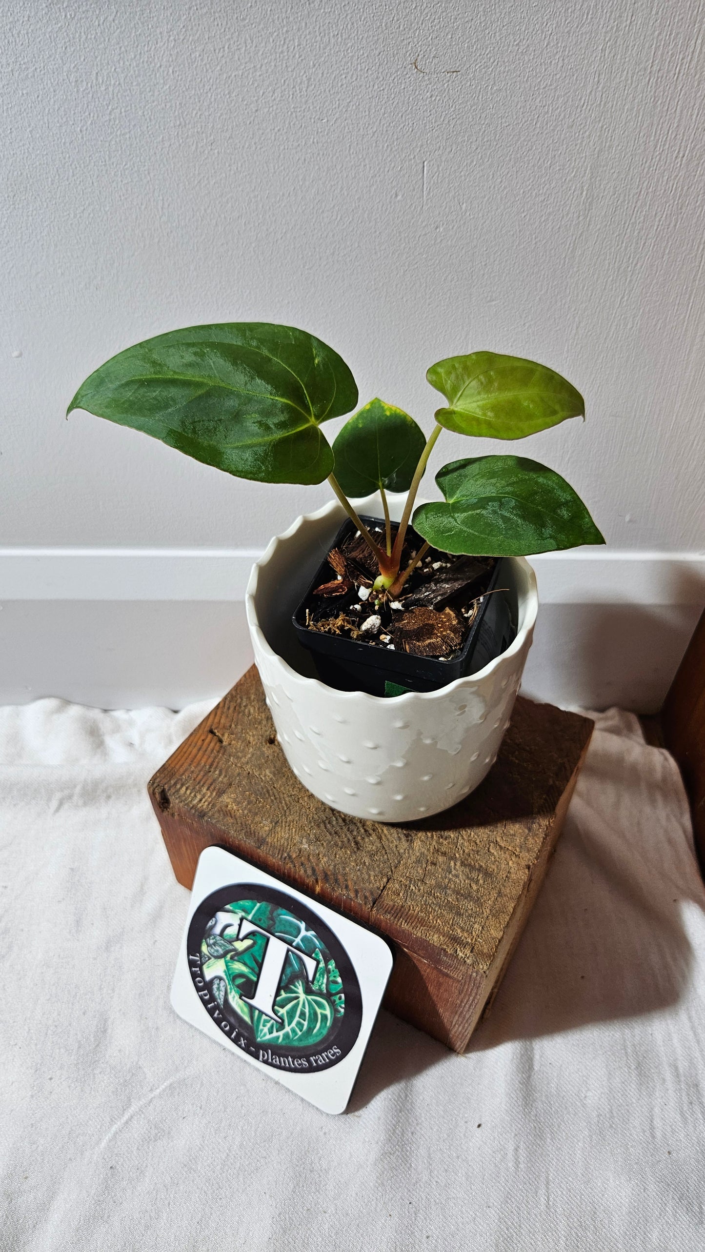 Anthurium Papillilaminum Legend X Dark Phoenix "format PETIT" (ANT-511)