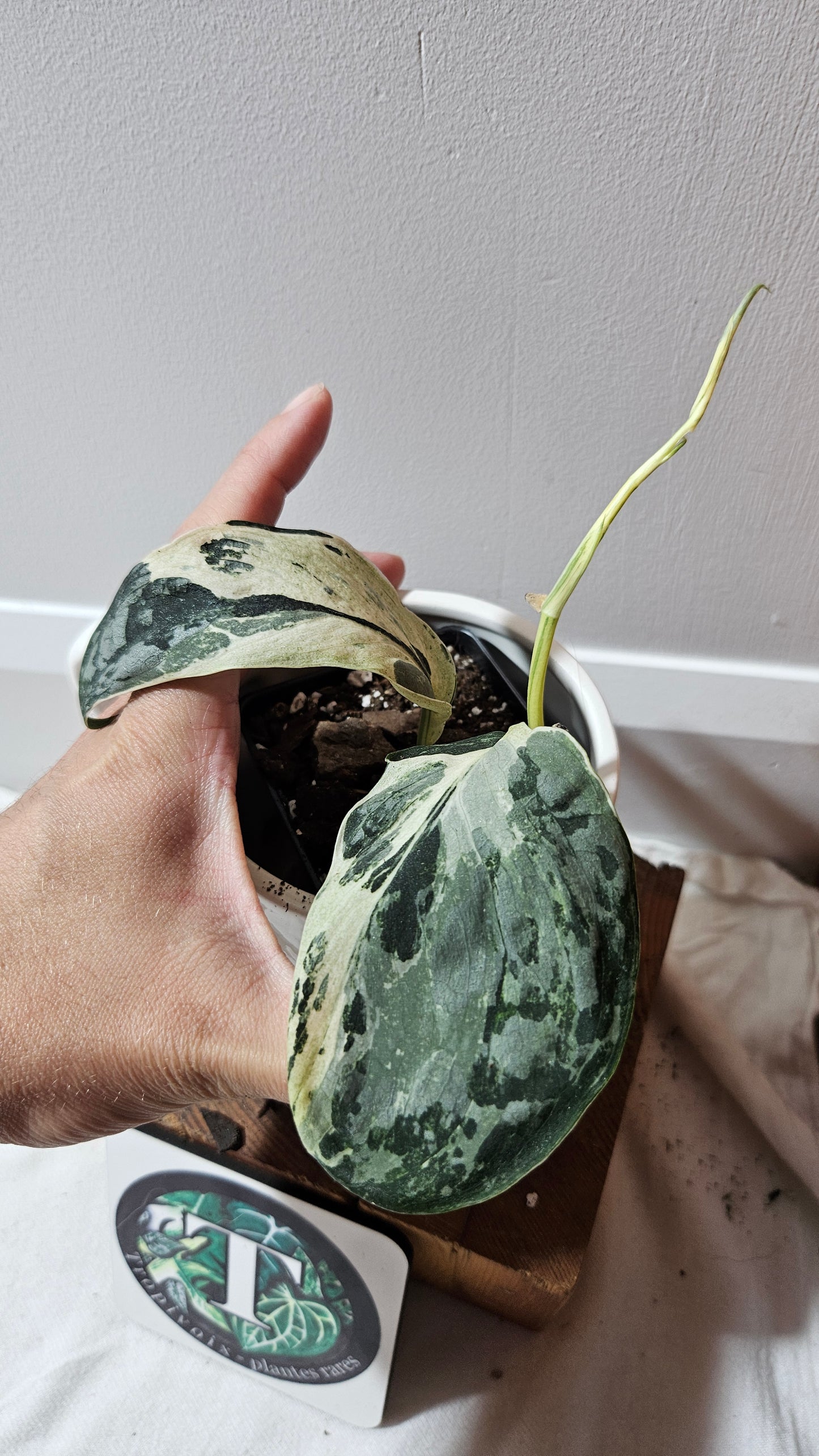 Scindapsus Exotica Salaka Variegata (SCI-1251)