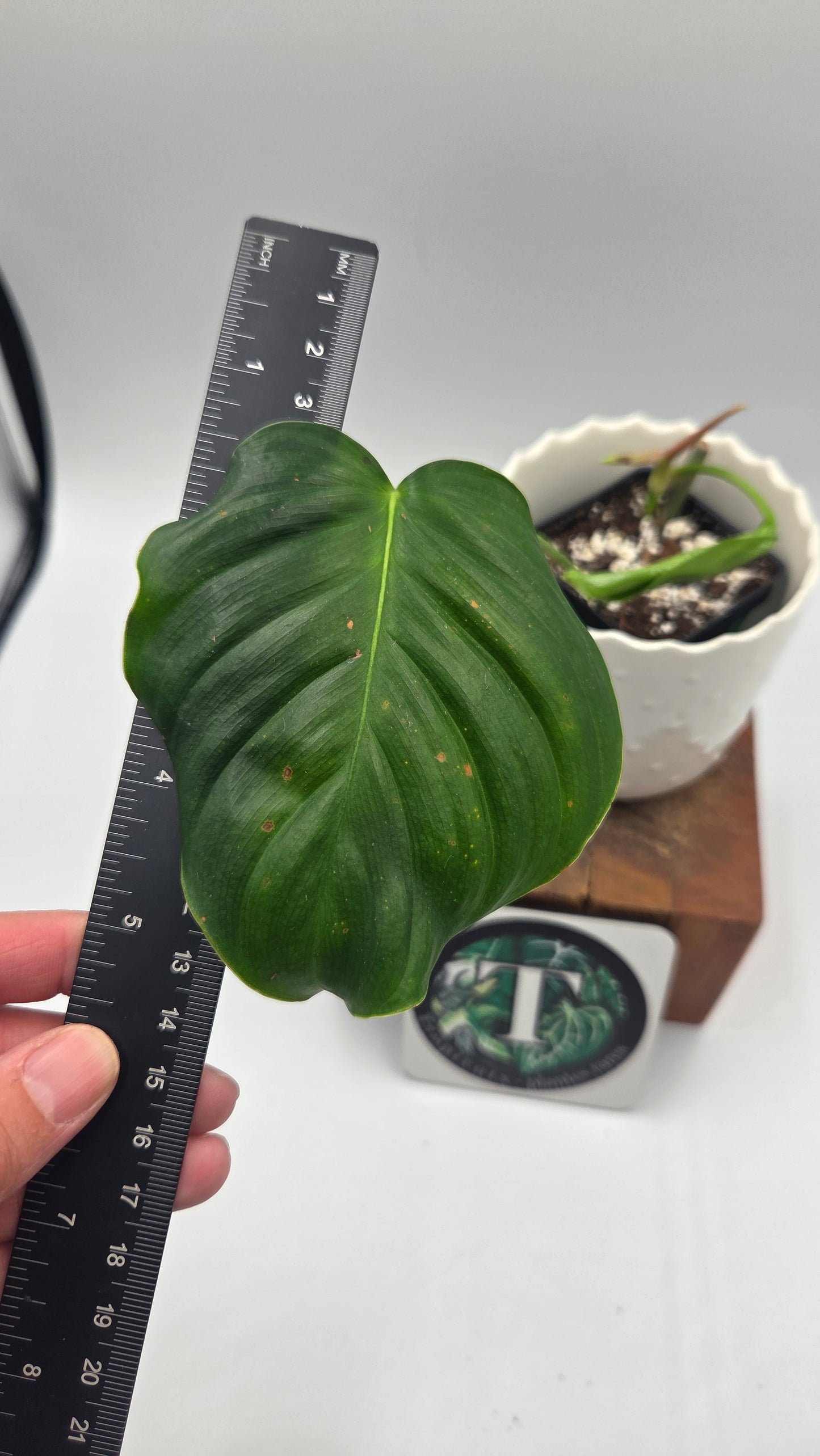 Philodendron Quelatii Round (PHI-1043)