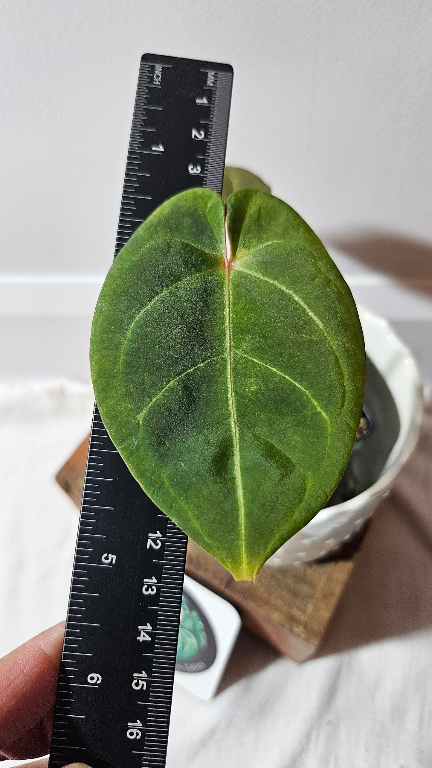 Anthurium Hoffmanii Red Dot (ANT-468)