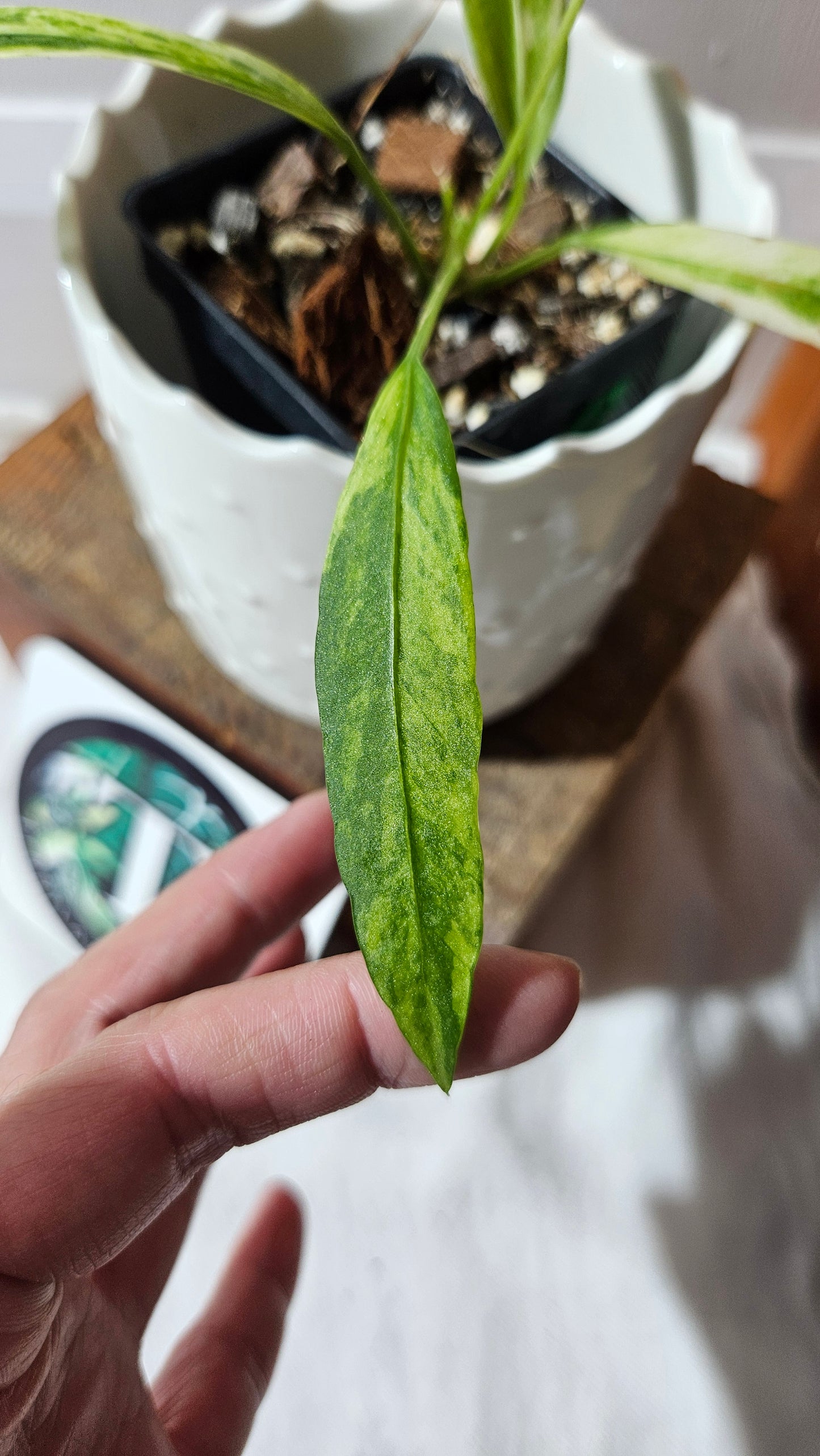 Anthurium Vittarifolium Variegata "format PETIT" (ANT-445)