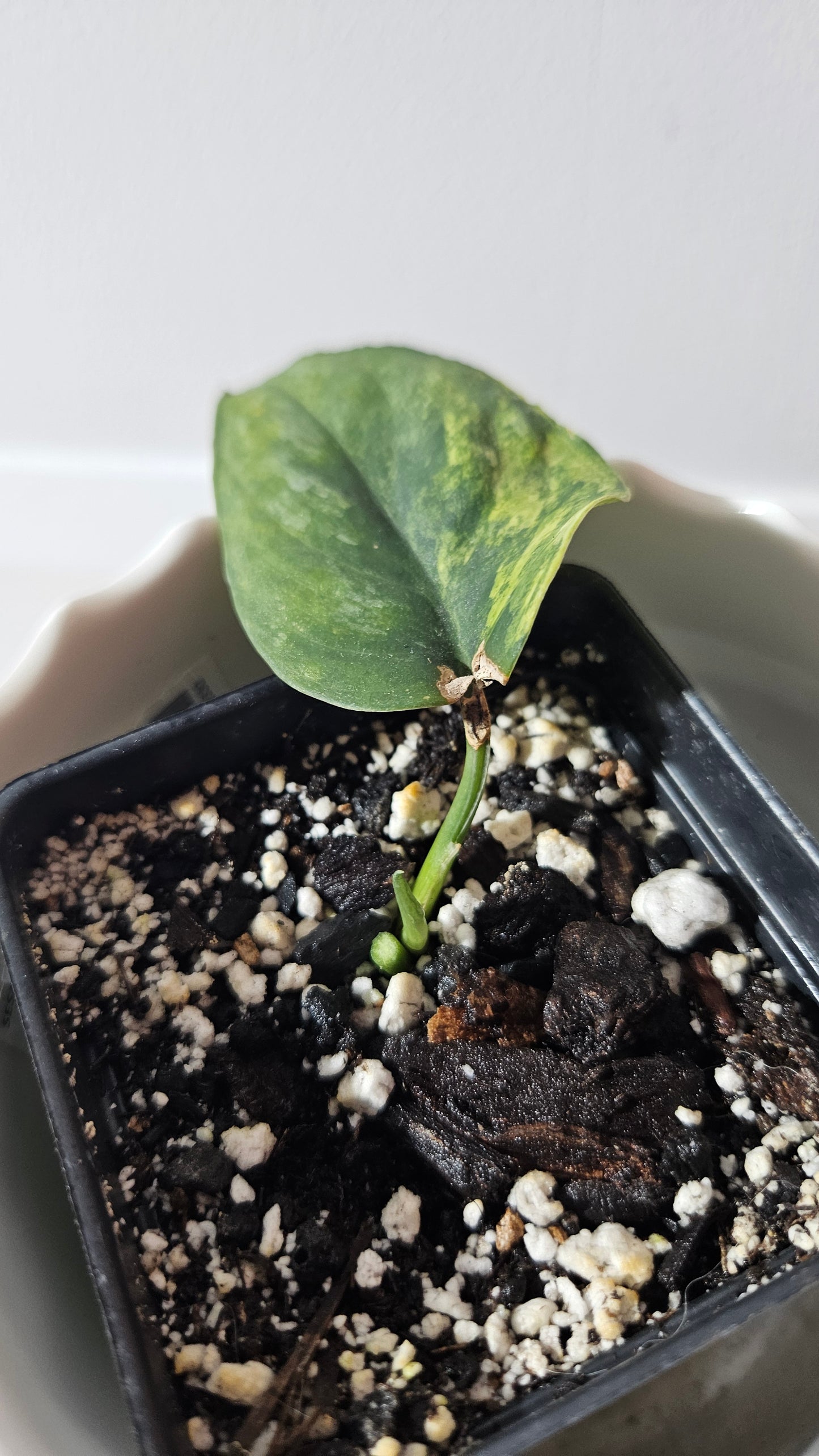 Scindapsus Silver Splash "Green on Green" (SCI-912)