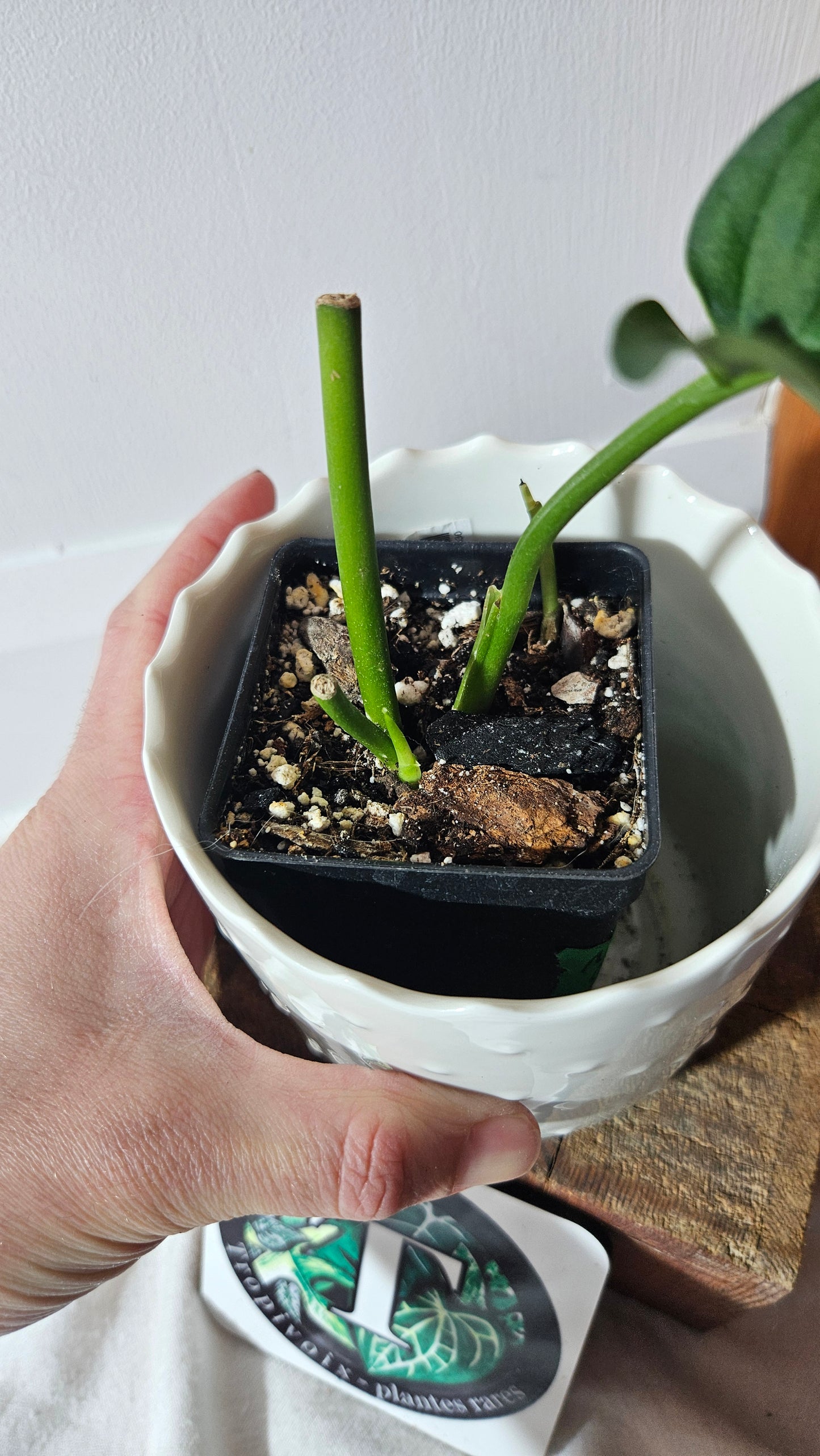 Monstera Obliqua Aff Patchicutza (MON-403)
