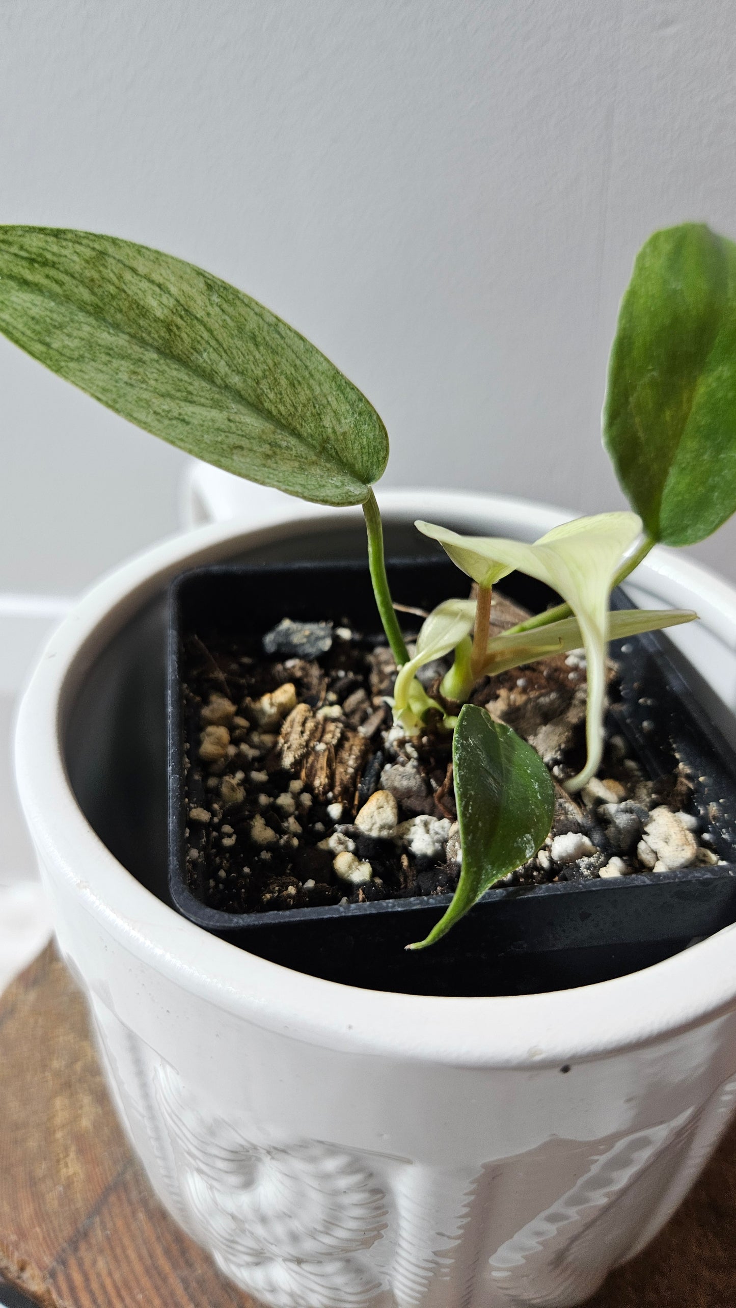 Philodendron Florida Ghost (PHI-623)