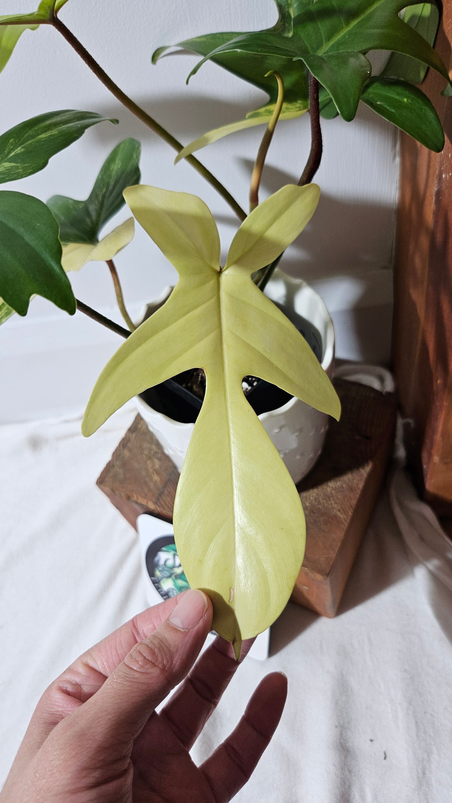 Philodendron Florida Beauty (PHI-816)