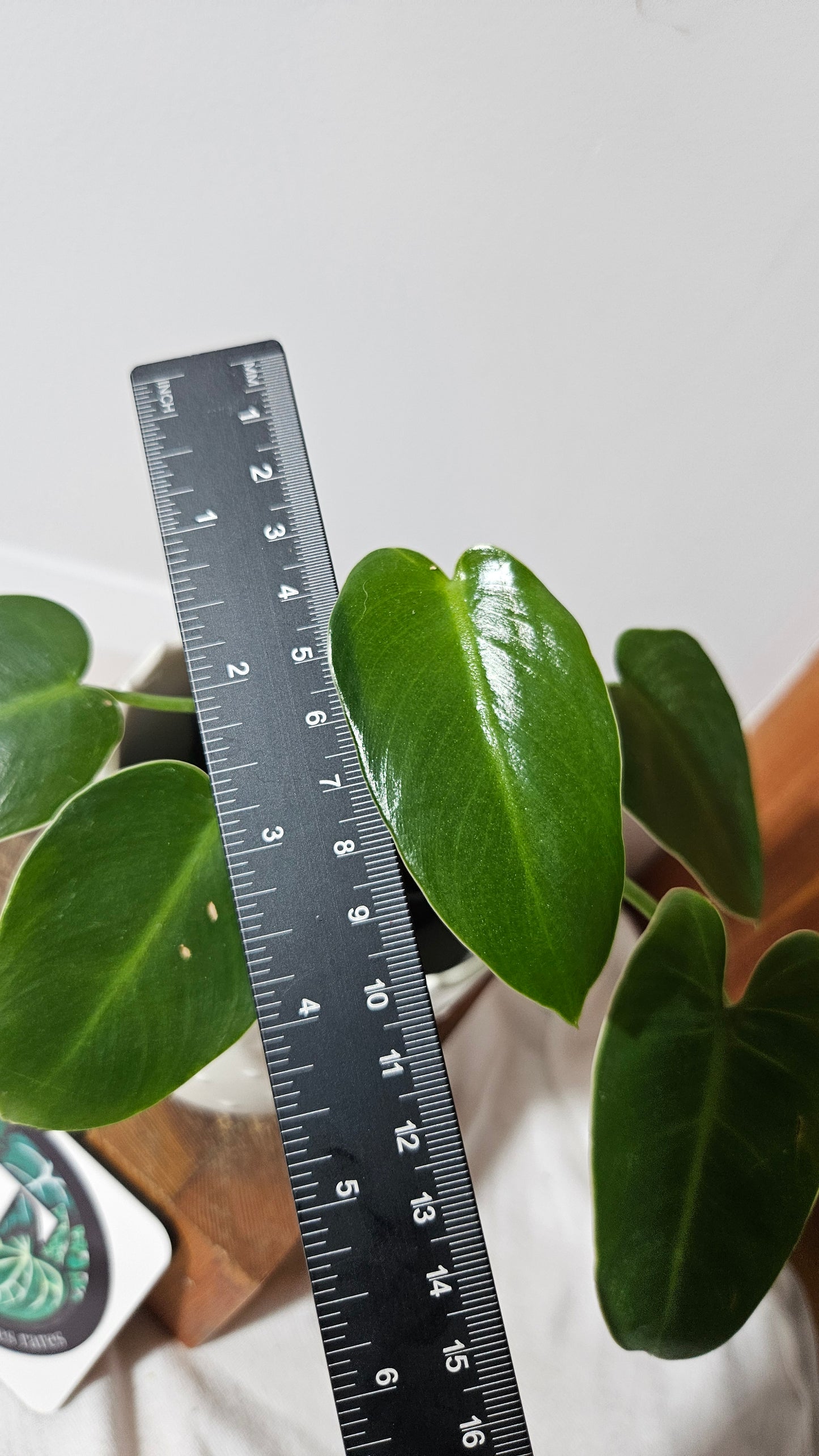 Philodendron Ilsemanii Green (PHI-693)
